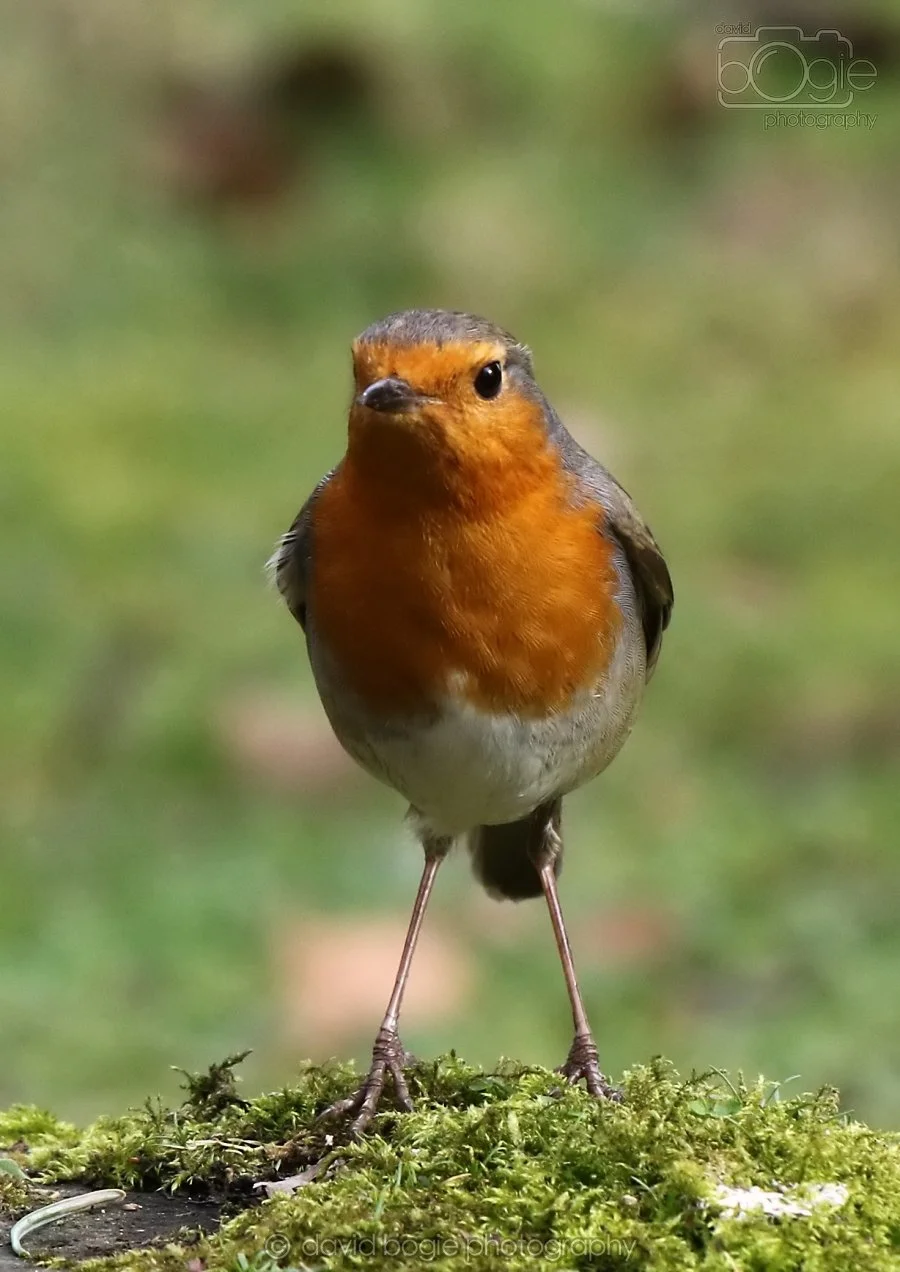 20260314 140457 Silverburn 0071.jpg