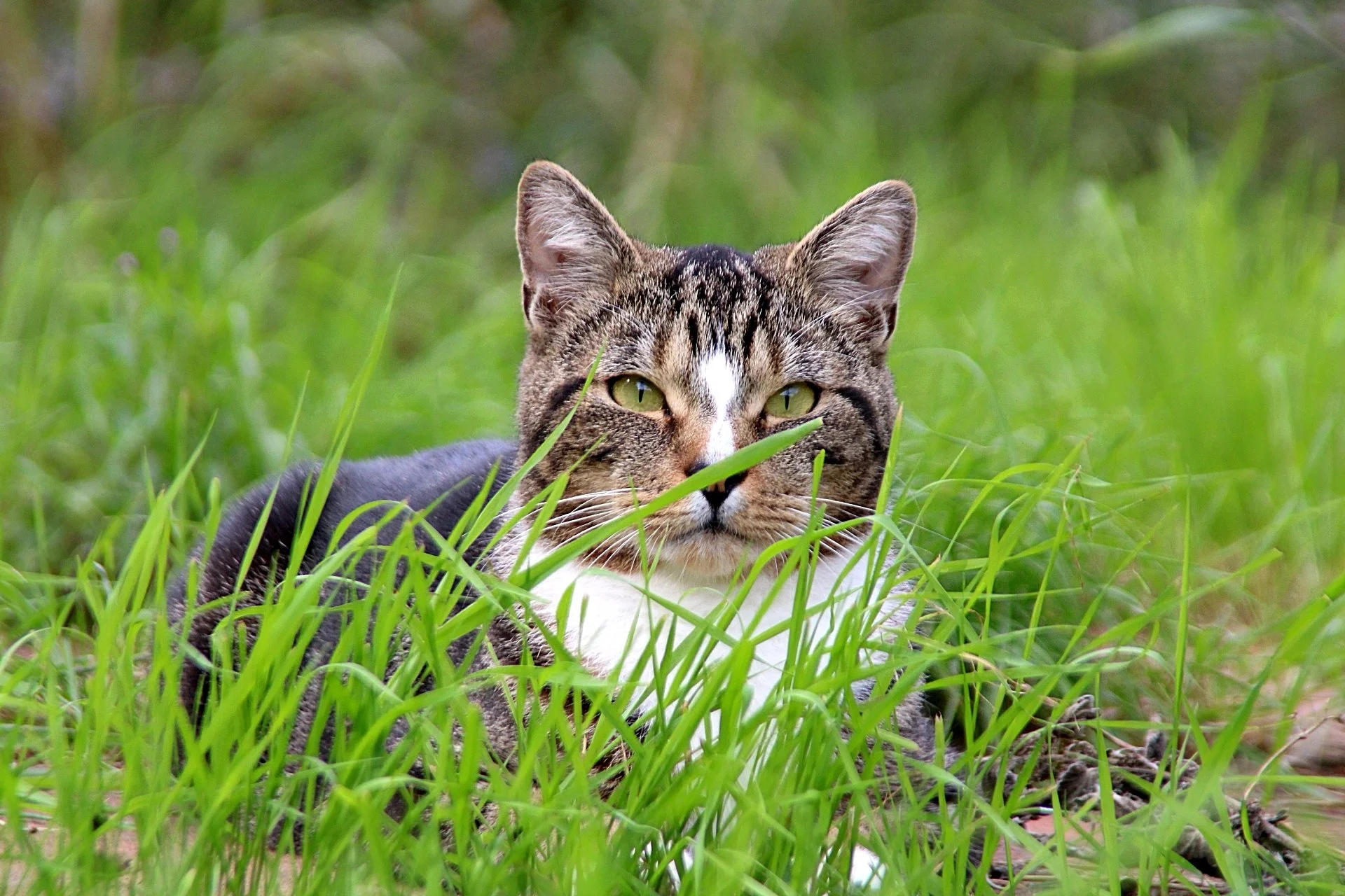 CATS 0249.jpg