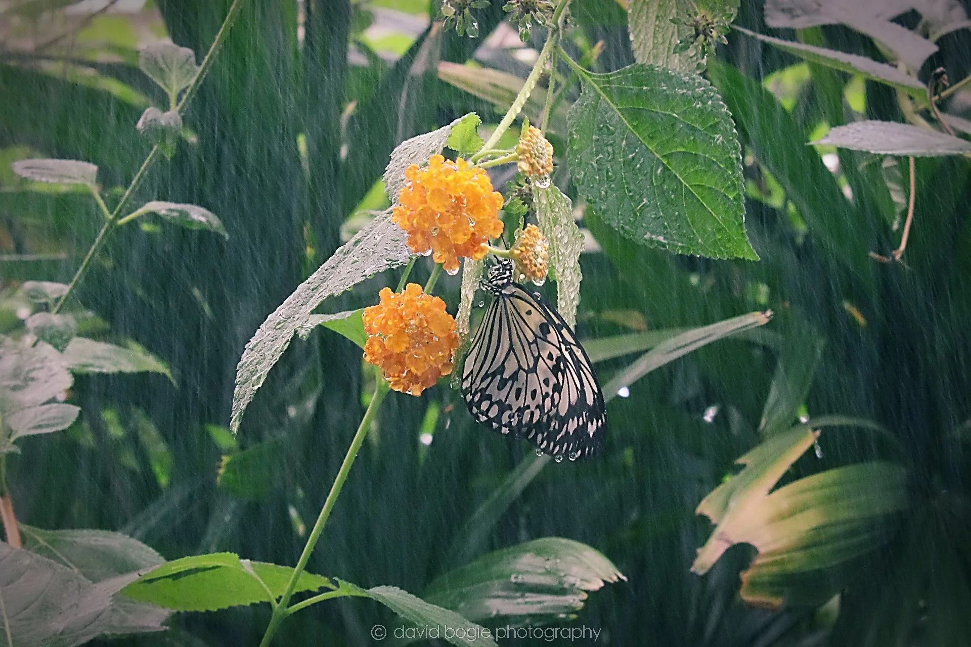 20191019 132340 Butterfly World 0046.jpg