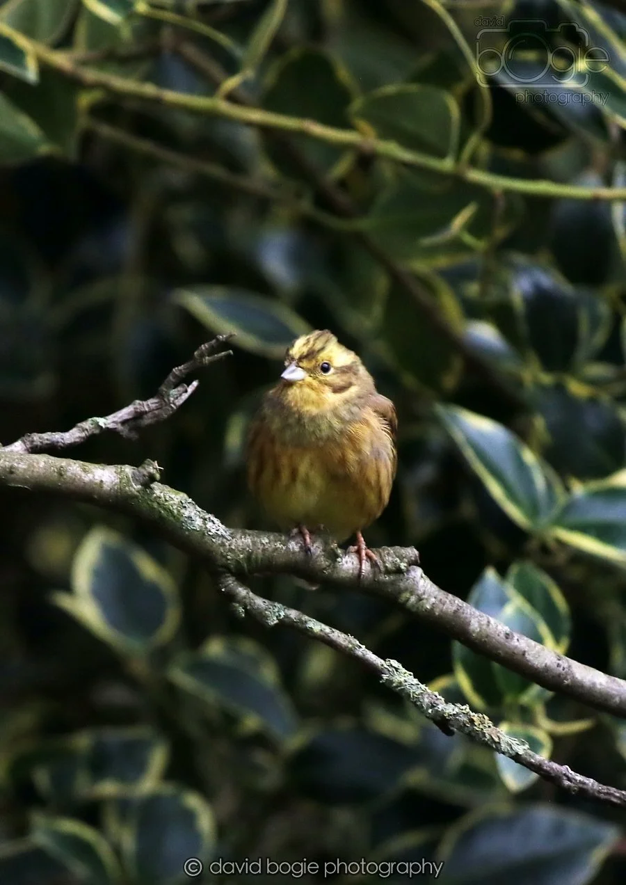 20260215 130425 Silverburn 0027.jpg