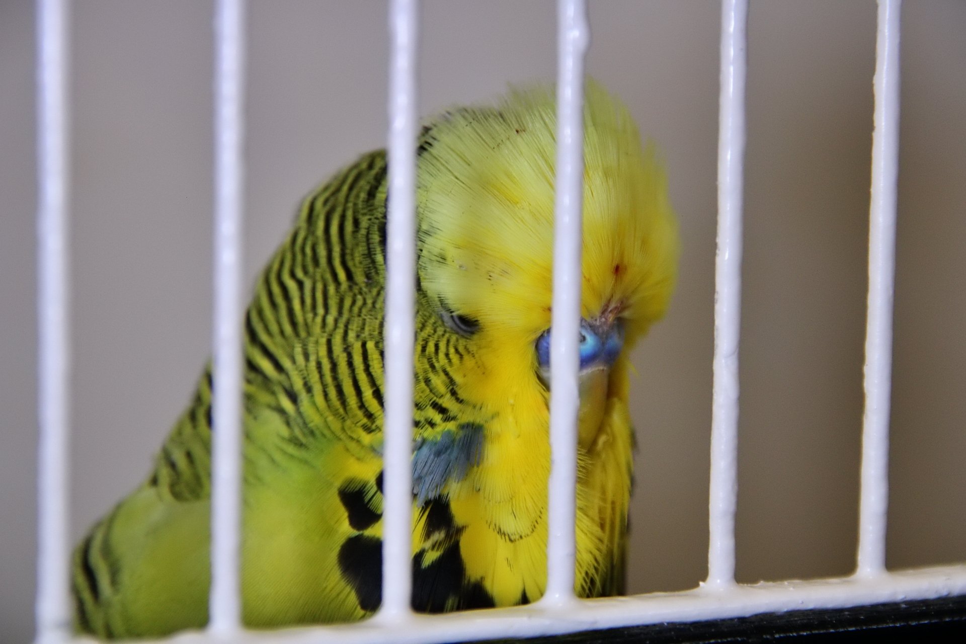 20241103 140607 MCBS Show 0727.JPG