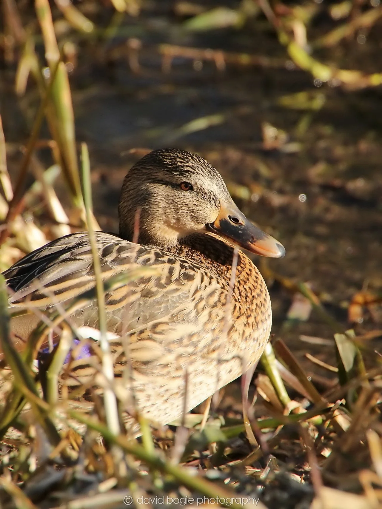 YEAR20240207 Lochore Meadows 0350.jpg