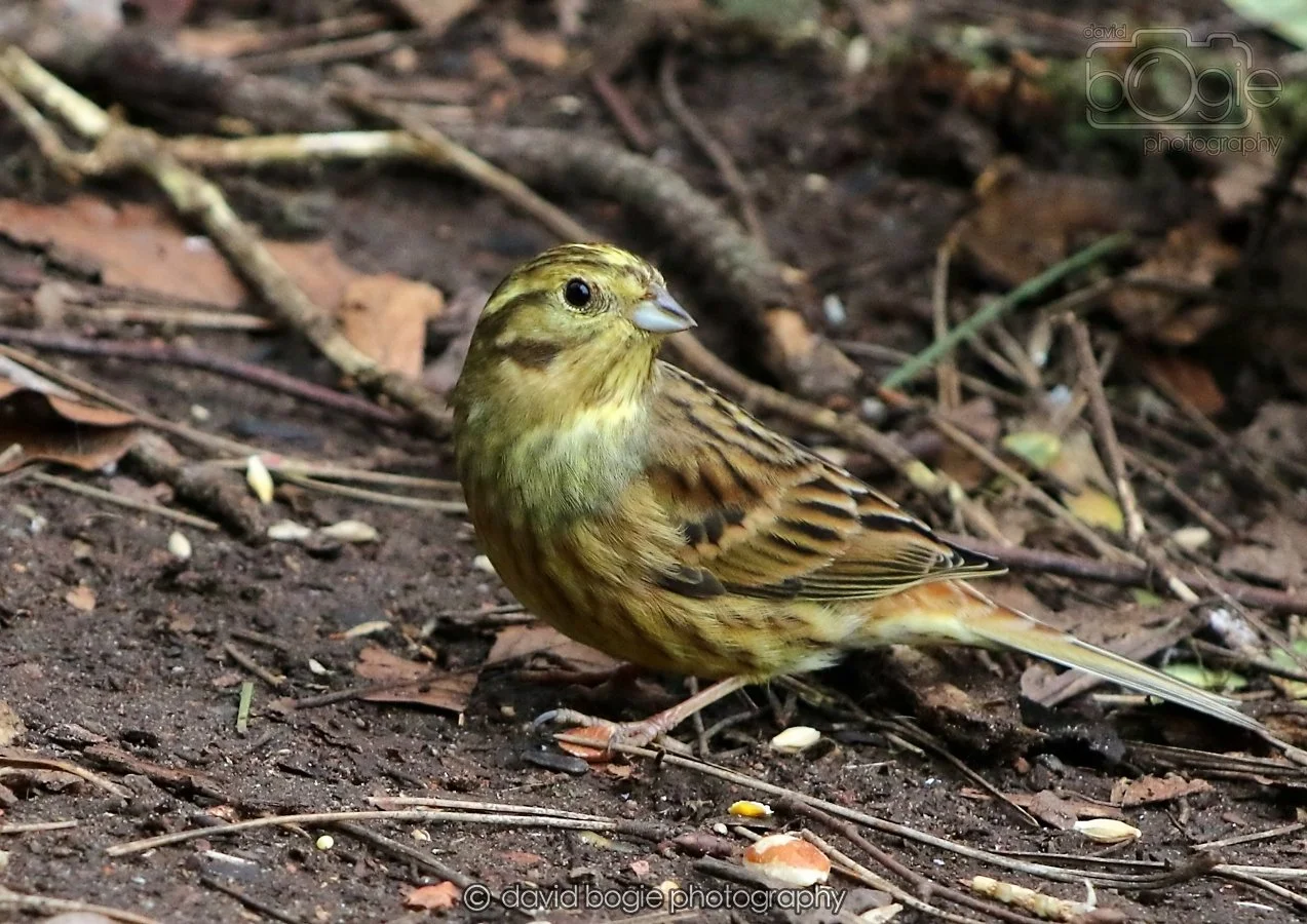 20260215 131843 Silverburn 0076.jpg