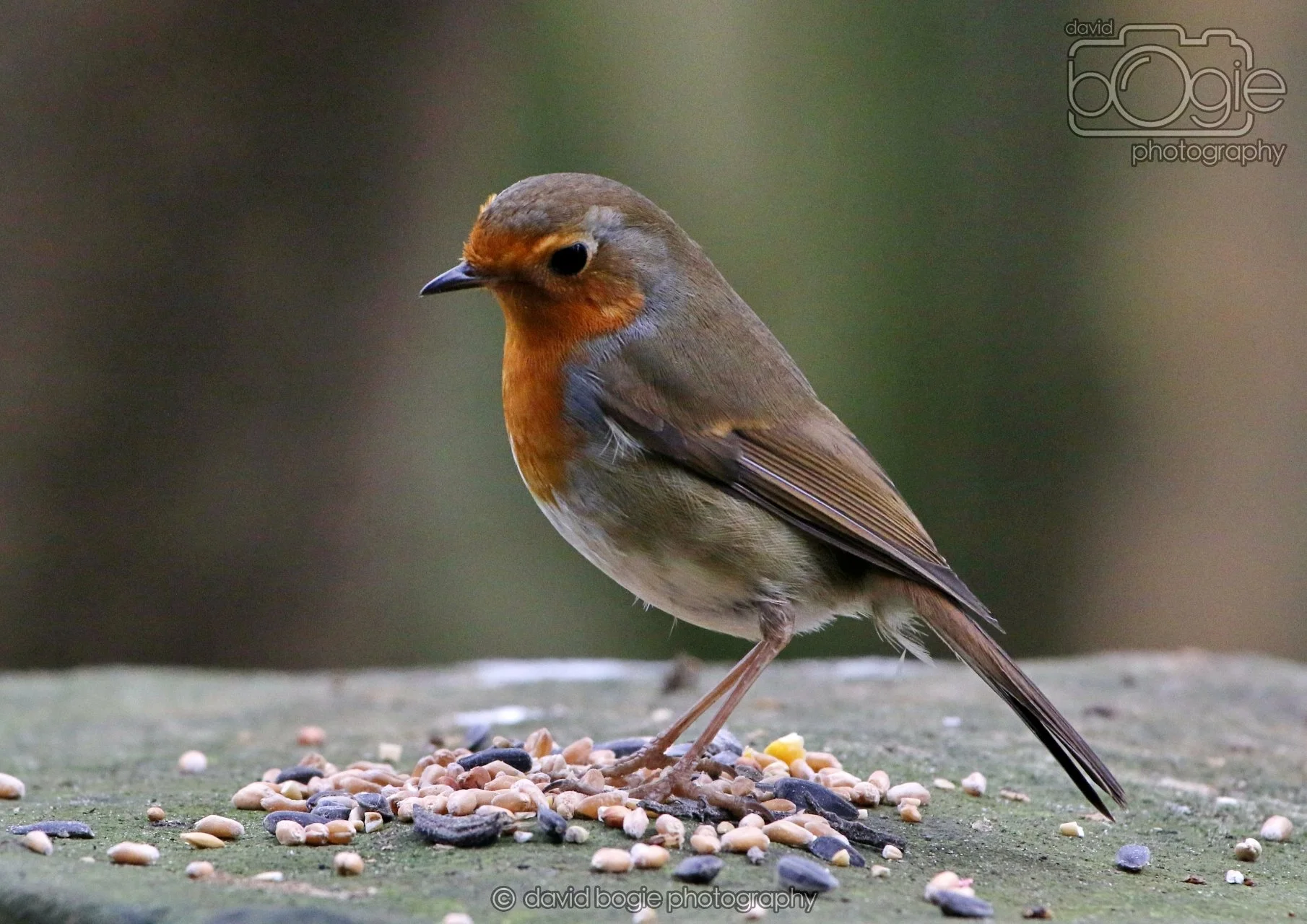 20260324 125528 Pittencrieff Park 0289.jpg