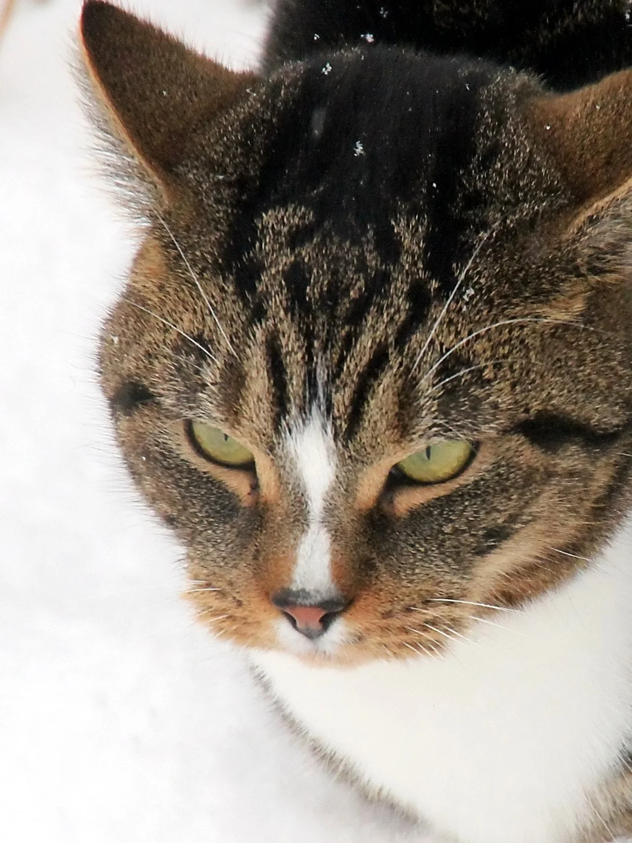 CATS 0447.jpg