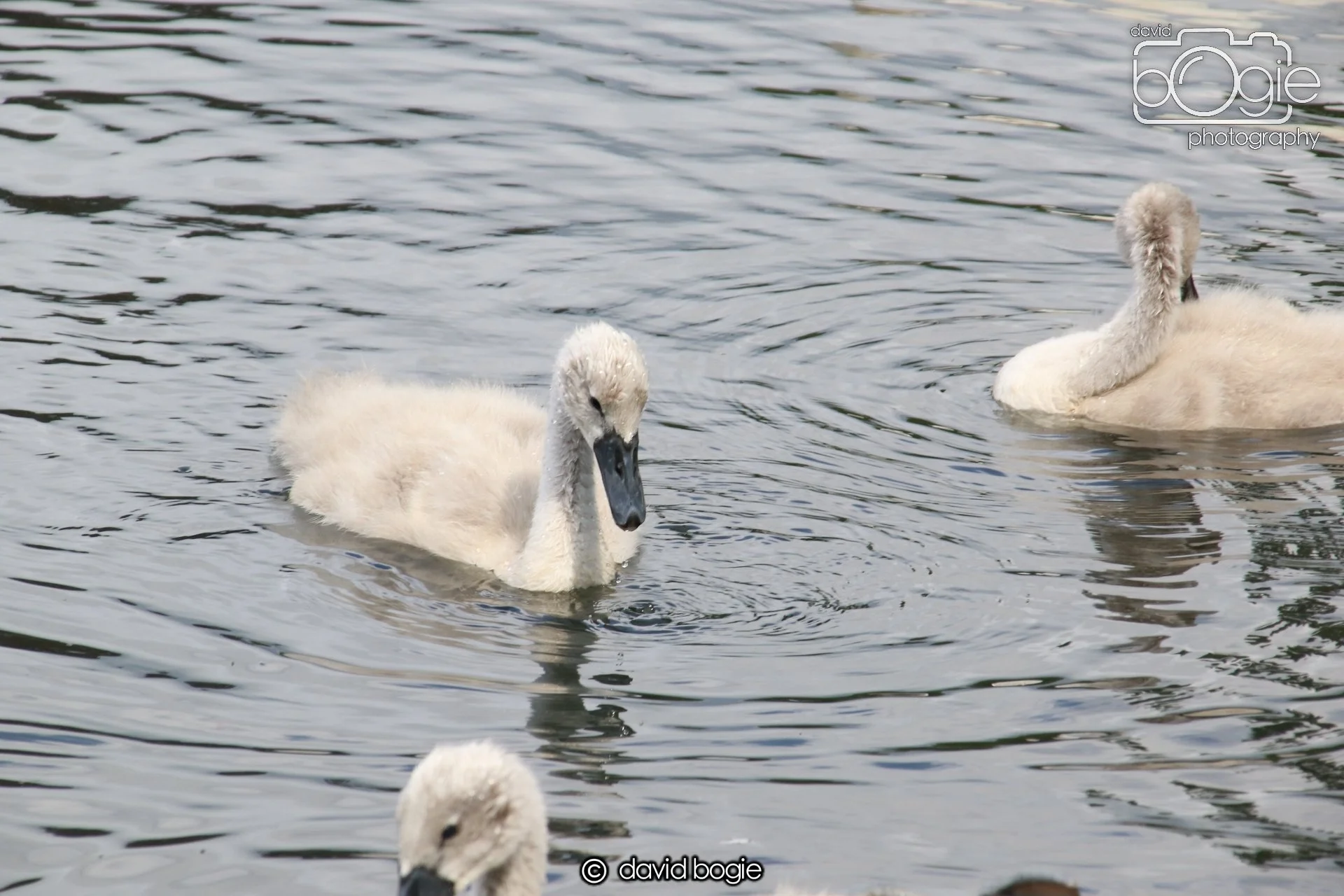 20250613 114517 Beveridge 0022.JPG