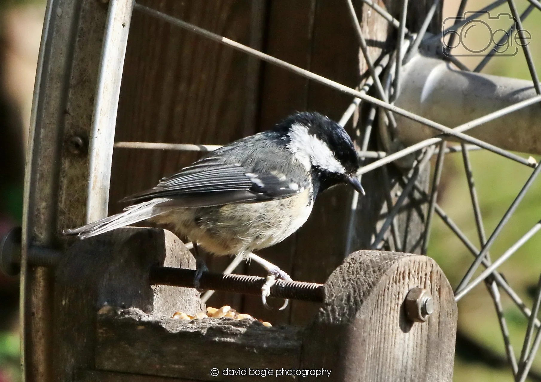 20260402 100233 Silverburn 0071.jpg