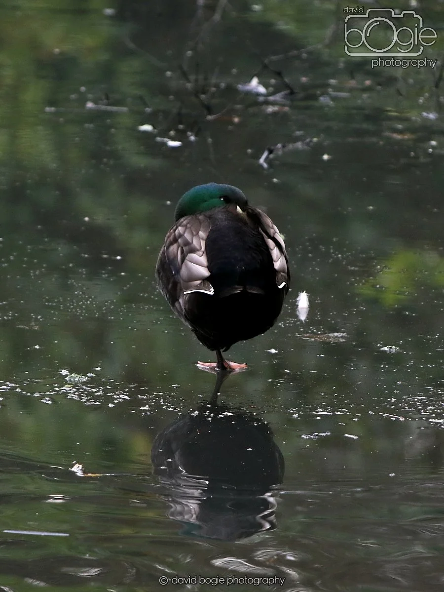 20260114 125721 Beveridge Park 0193.JPG