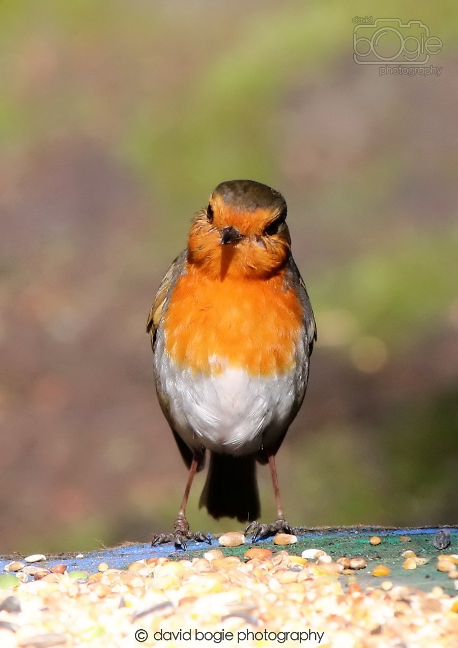 20260306 115221 Dunnikier 0309.jpg