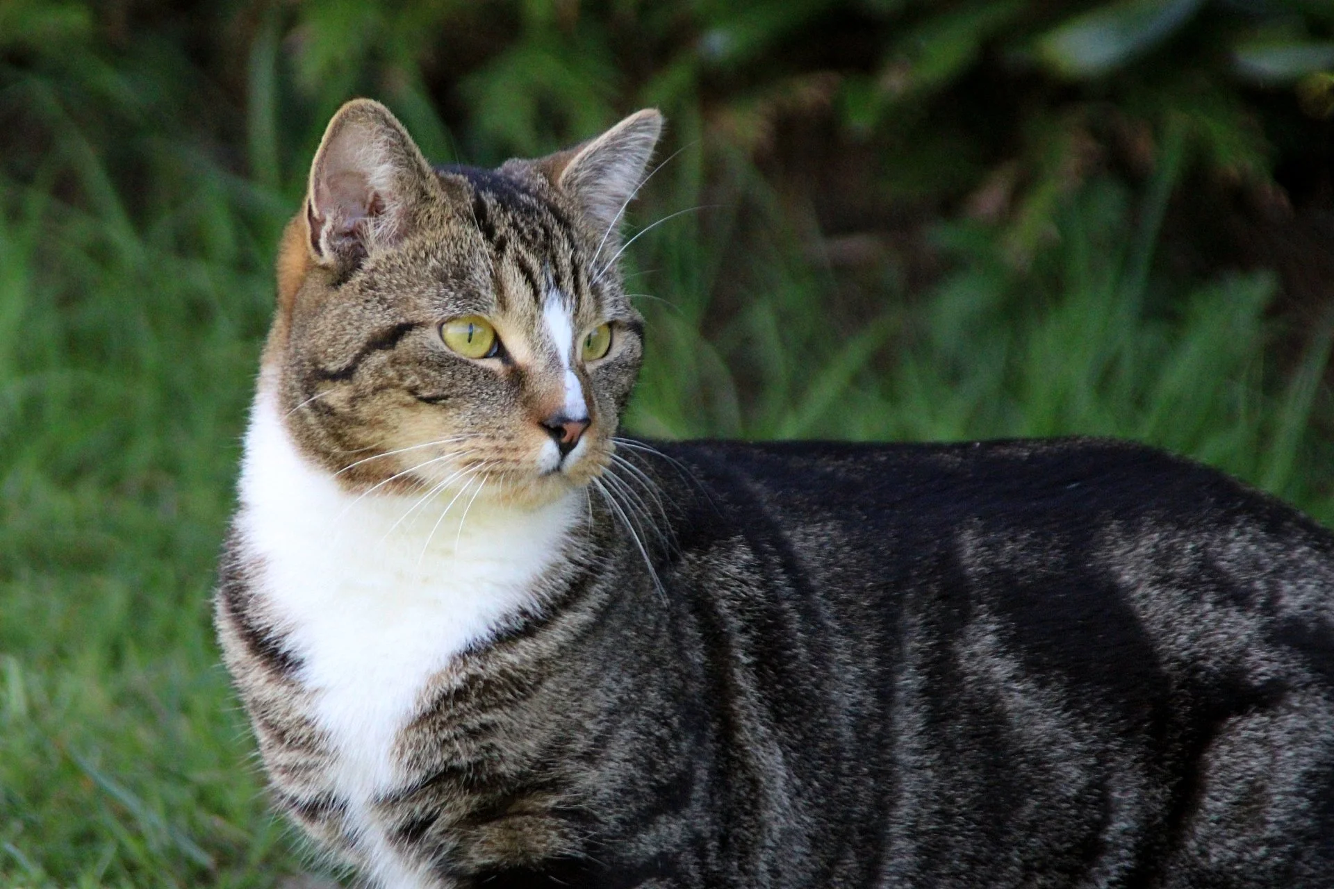 CATS 0166.jpg