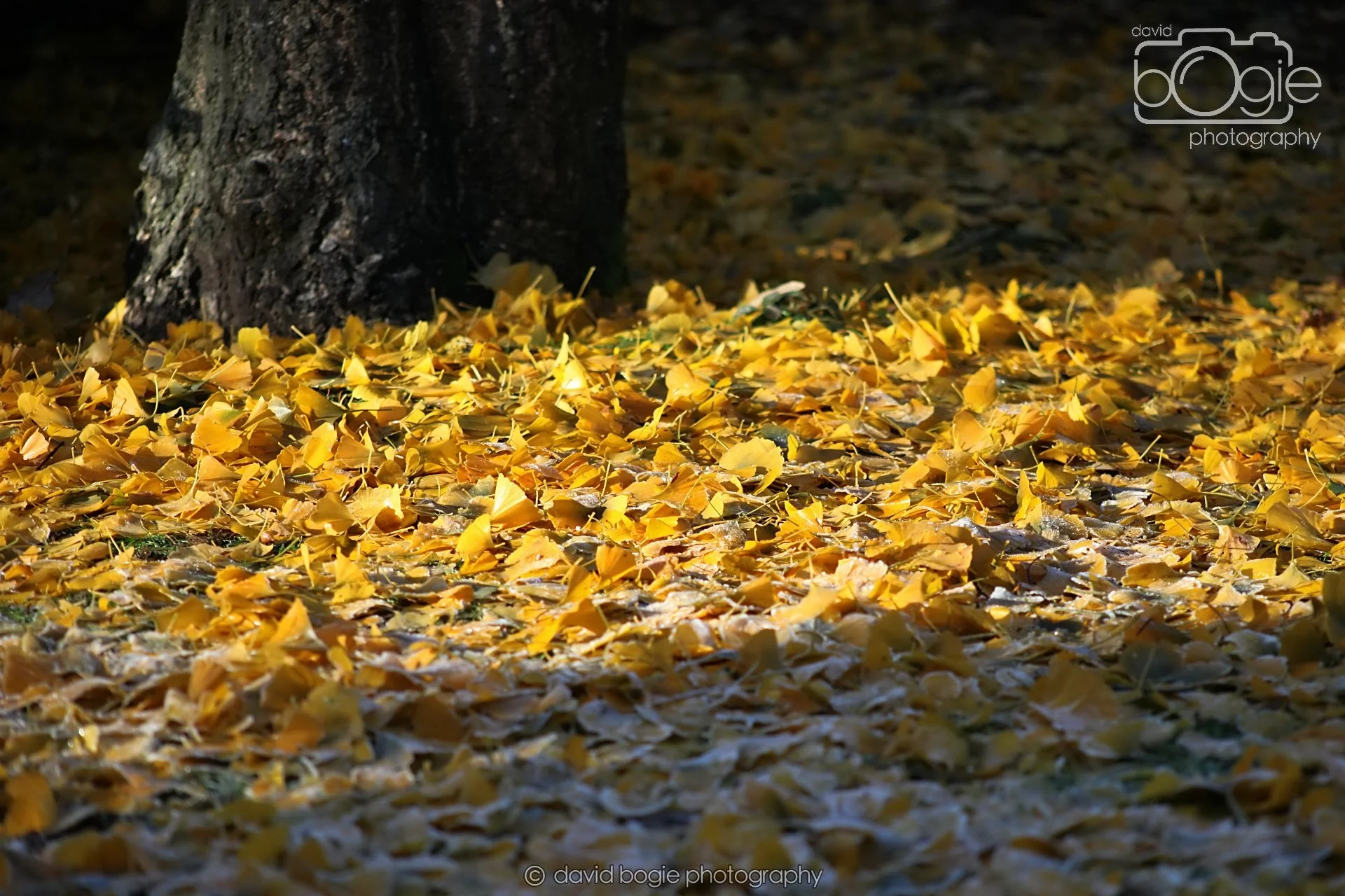 20251125 131619 Silverburn 0001.JPG