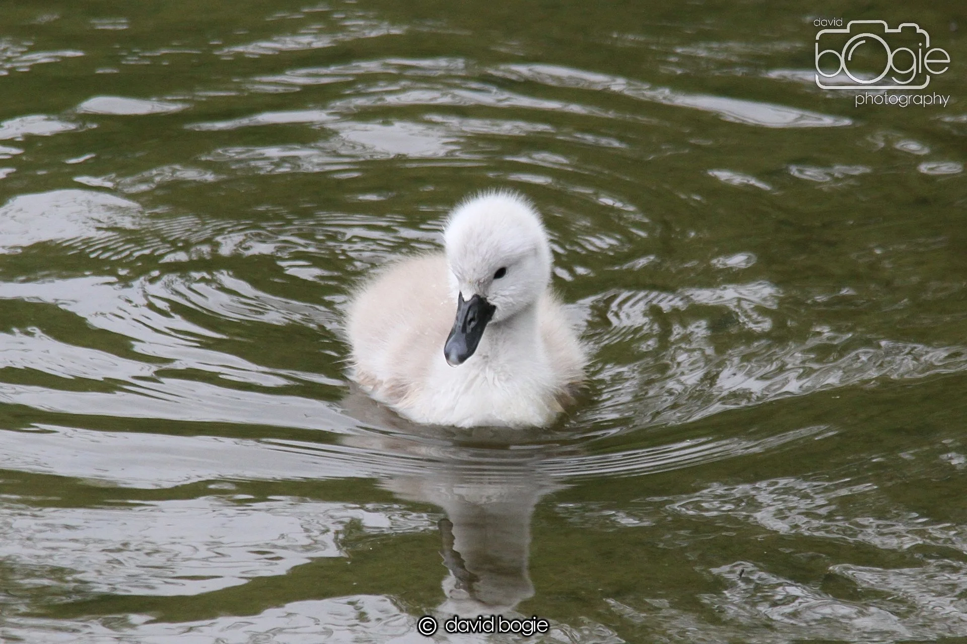 20230606 115926 Kinghorn 0035.jpg