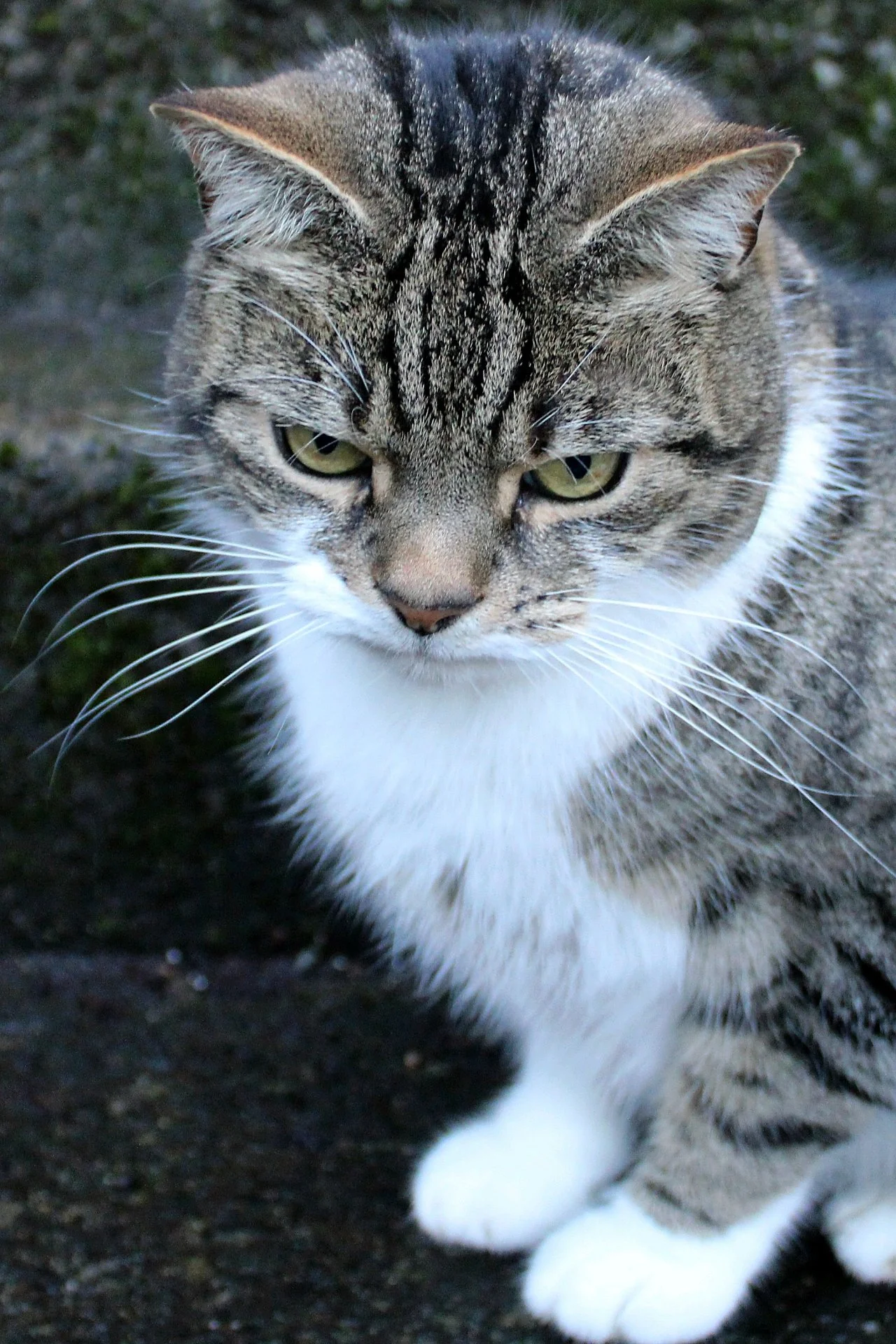 CATS 0022.jpg