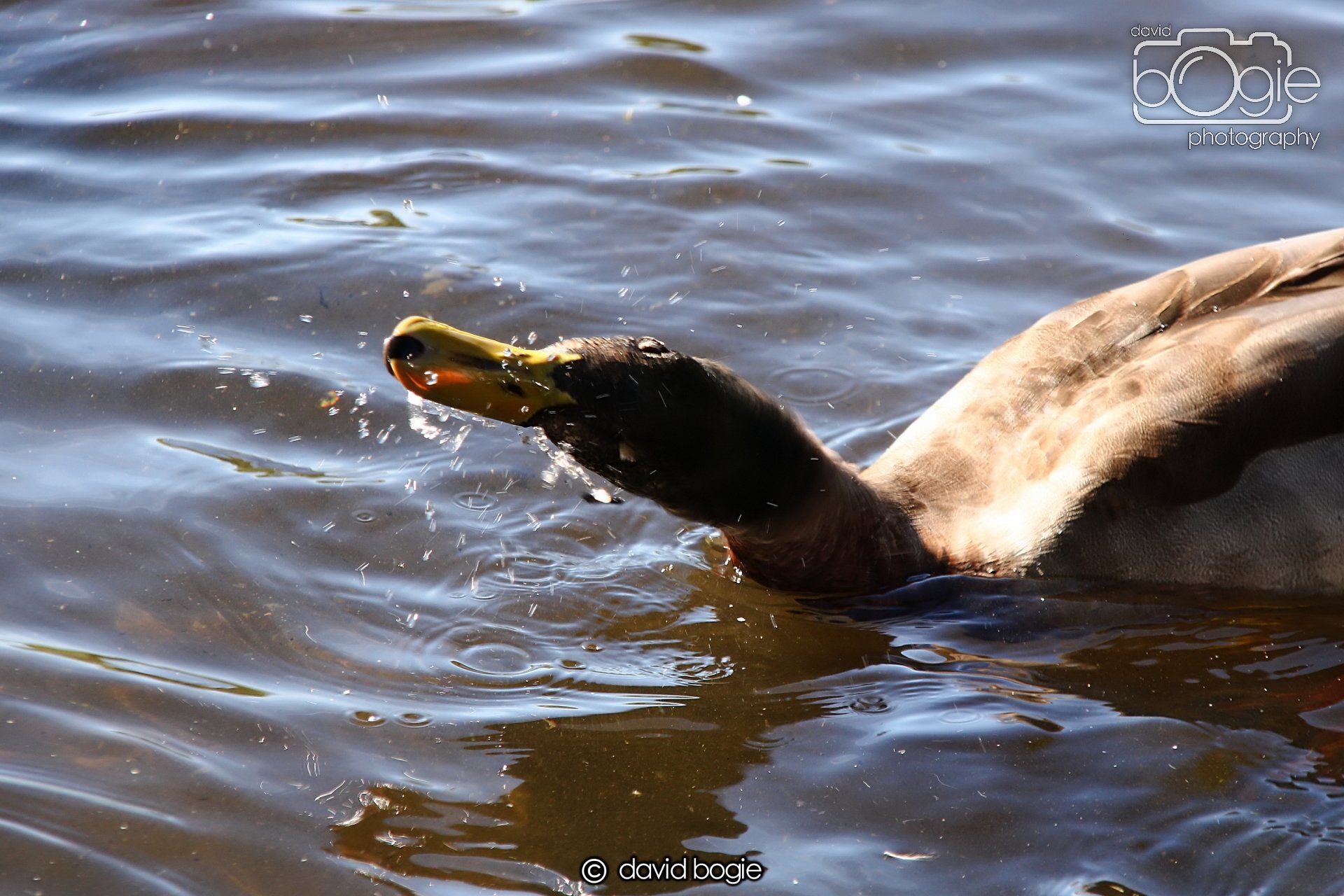 20240918 144518 Beveridge 0325.JPG