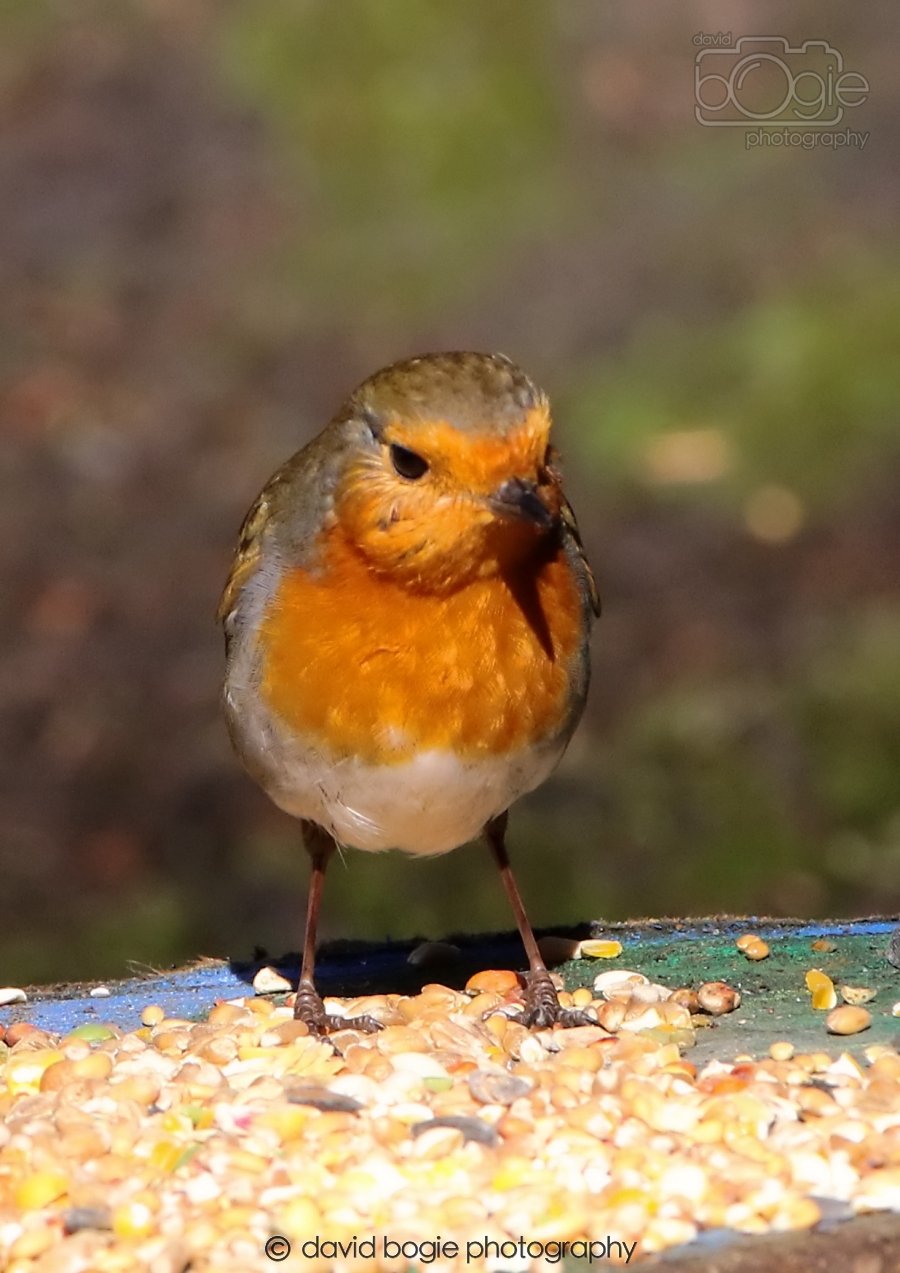 20260306 115423 Dunnikier 0327.jpg