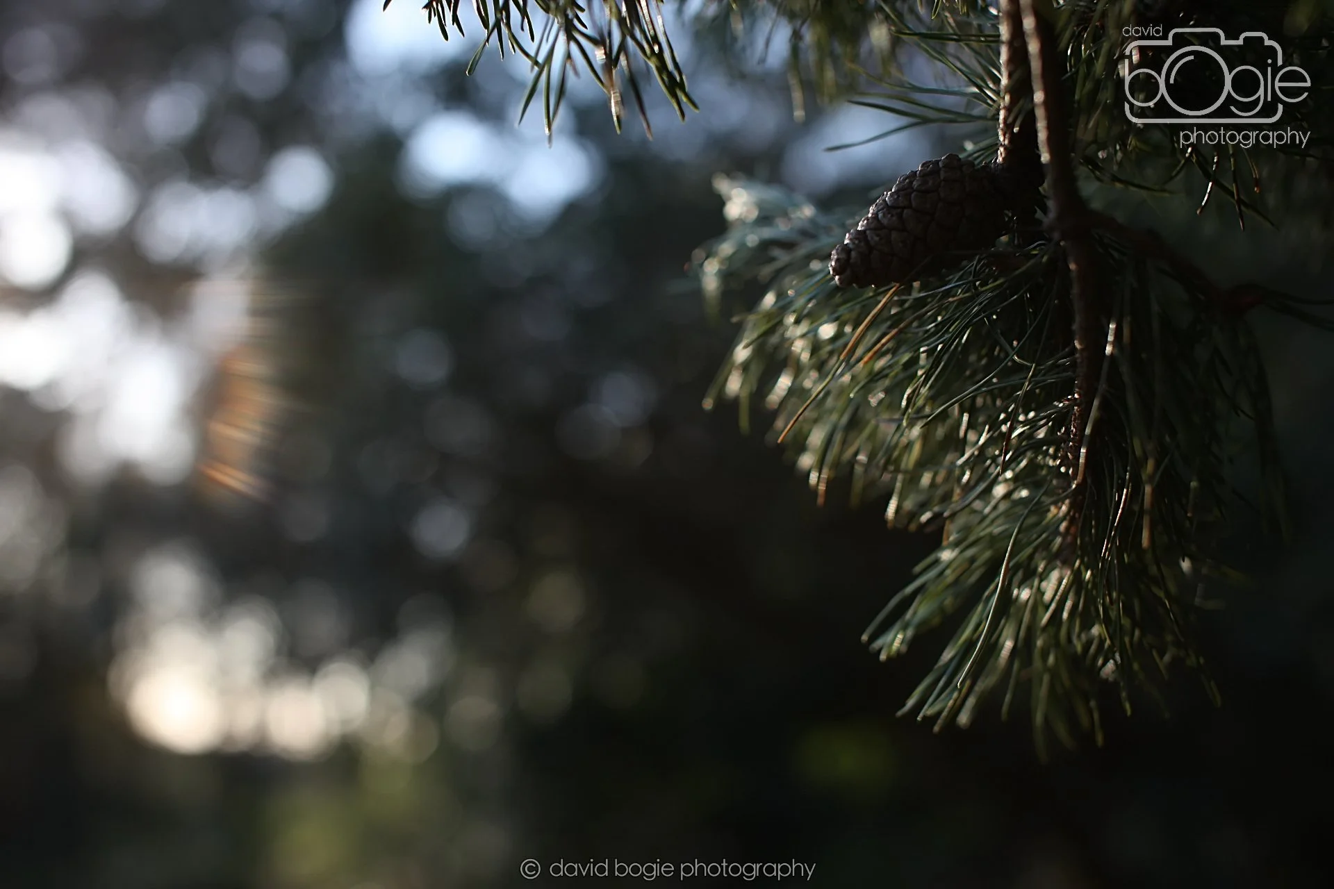 20251125 142031 Silverburn 0377.JPG