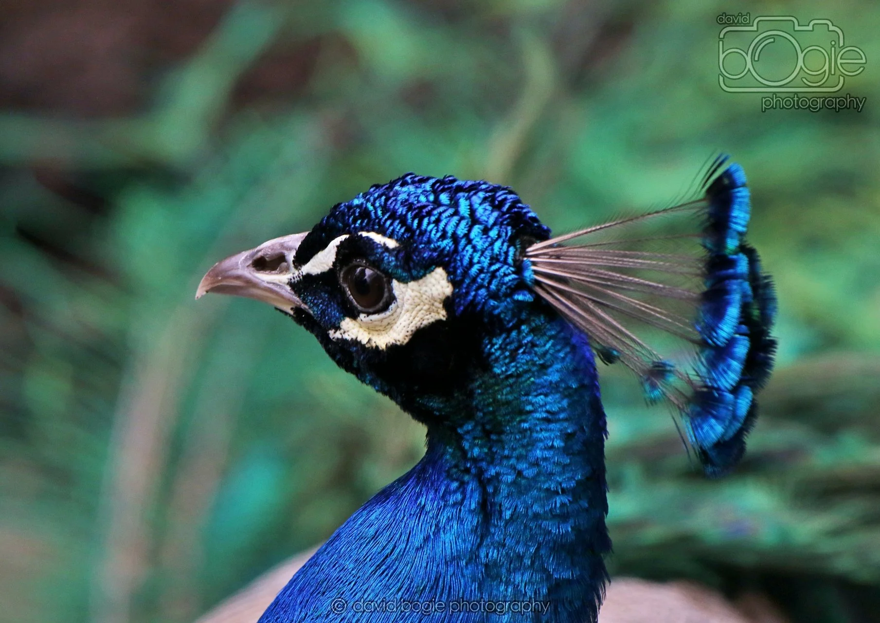 20260324 122704 Pittencrieff Park 0185.jpg