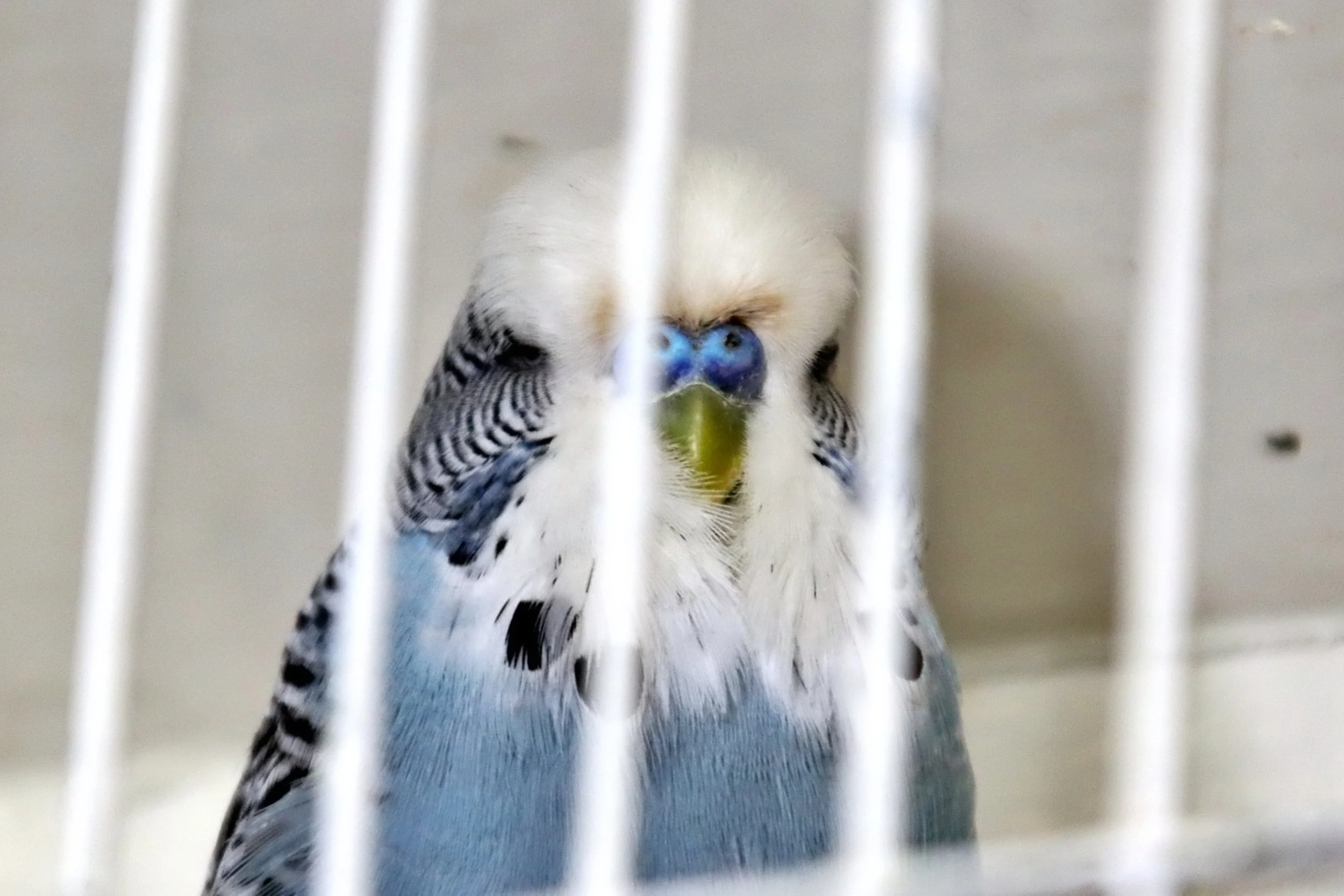 20251102 124720 Markinch CBS  0536.JPG