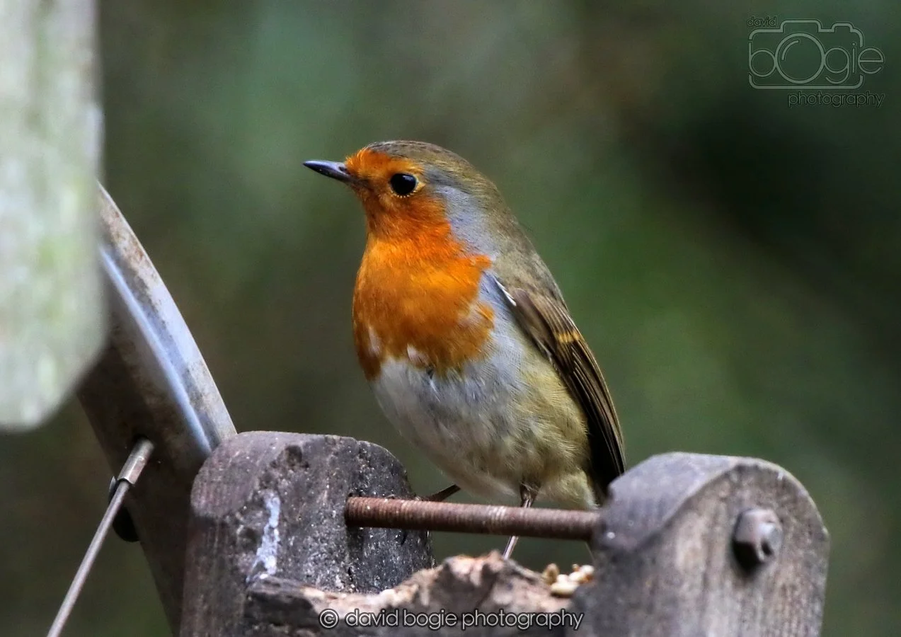 20260215 132304 Silverburn 0119.jpg