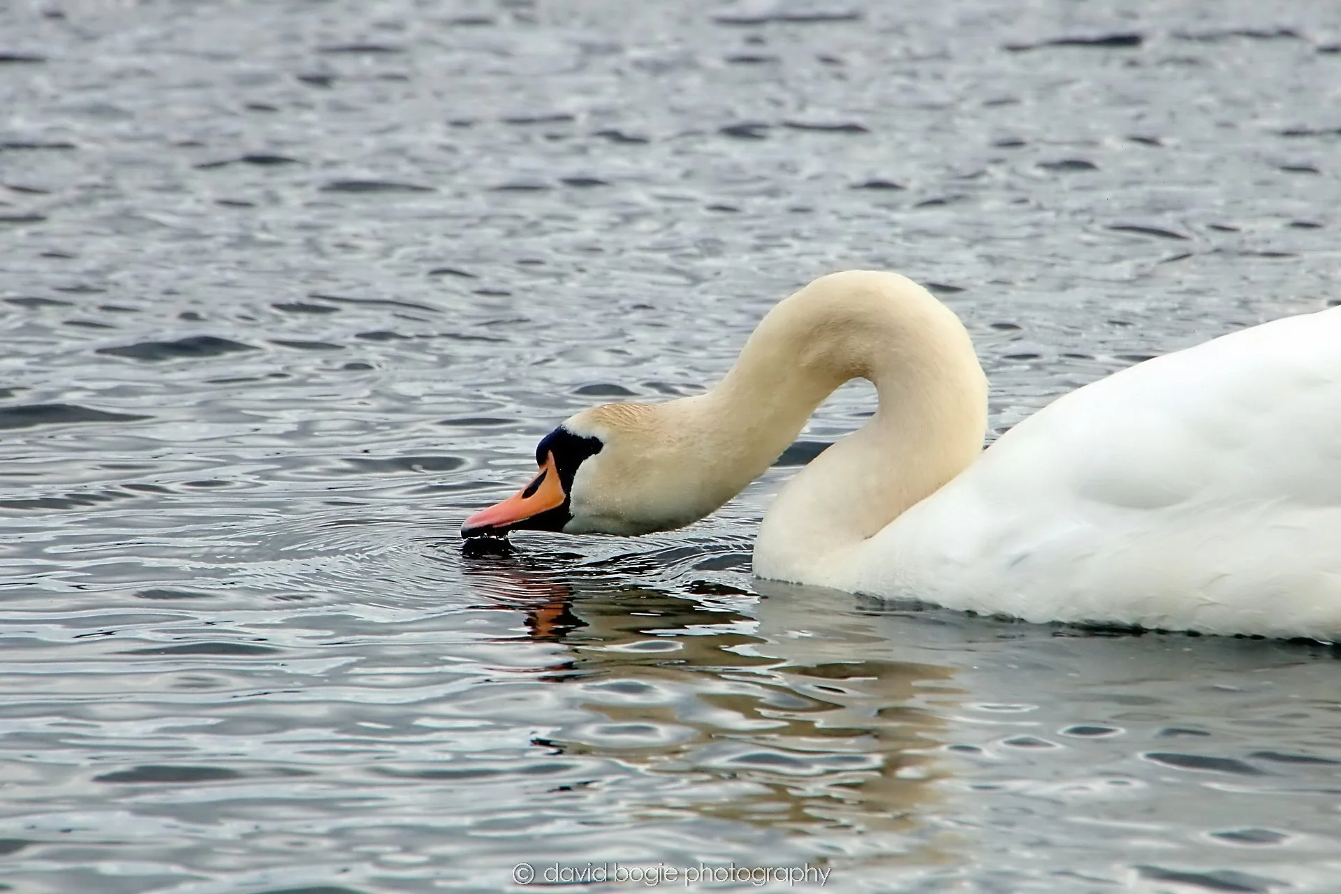 YEAR20240316 145421 Lochore Meadows 0025.jpg
