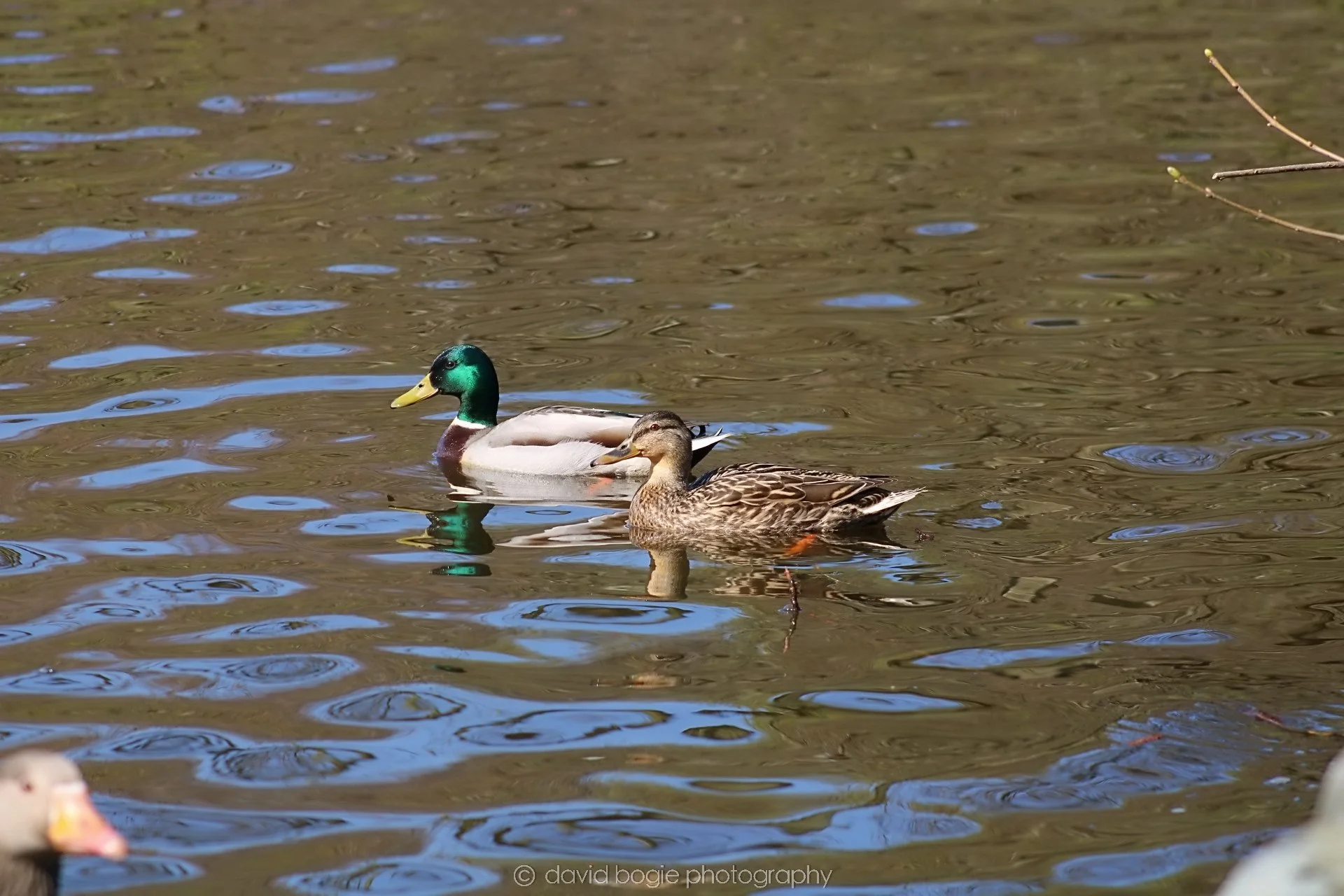 20190411 111231 Otterston 0007.jpg