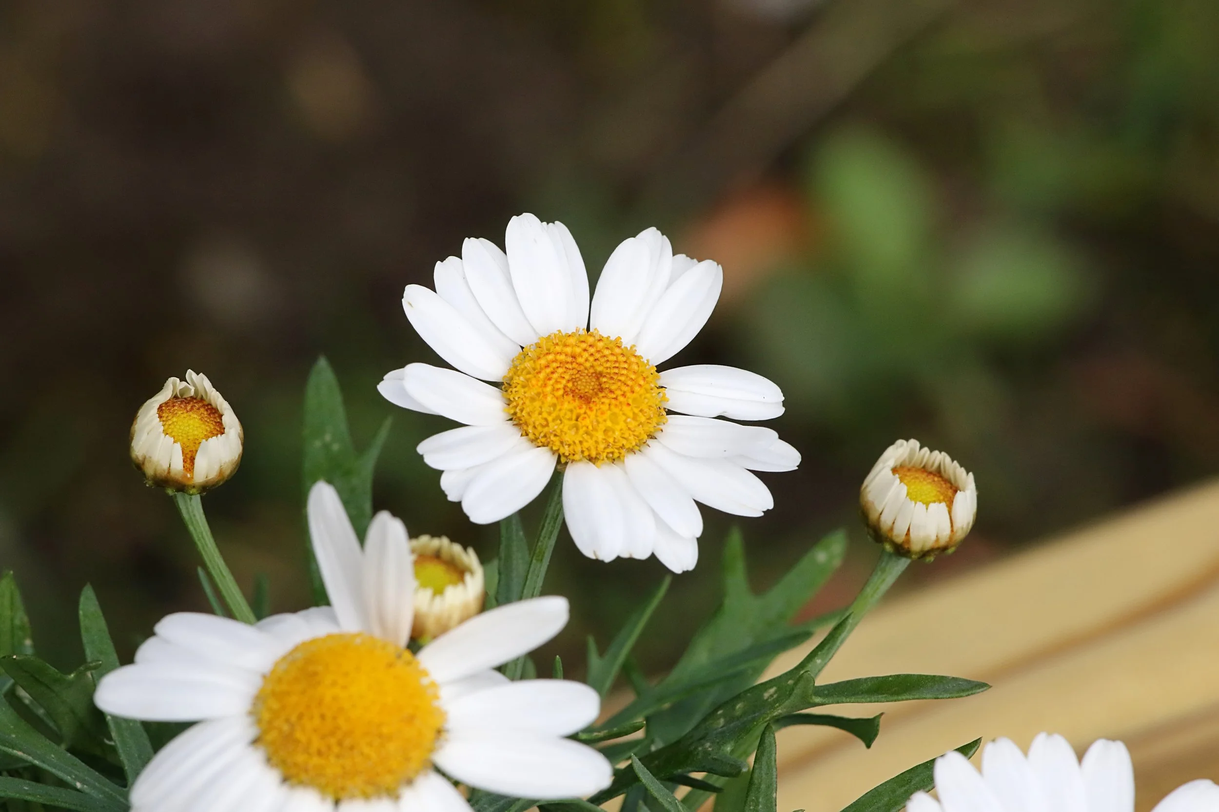 20260403 115537 Dunnikier Sensory Garden 0008.jpg