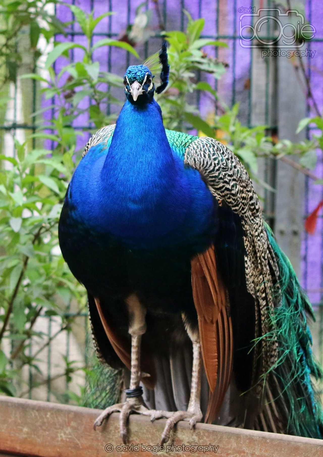 20260324 122537 Pittencrieff Park 0158.jpg