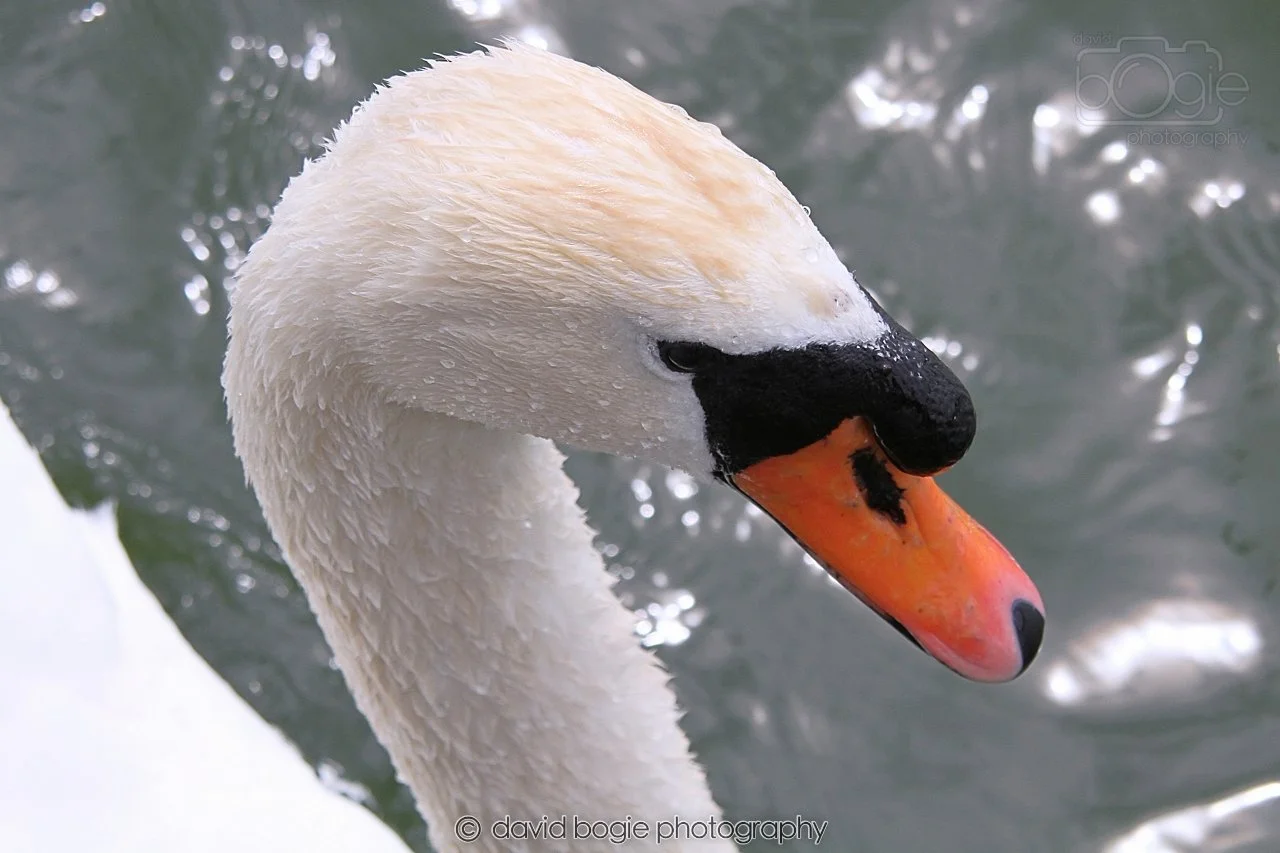 SWAN036