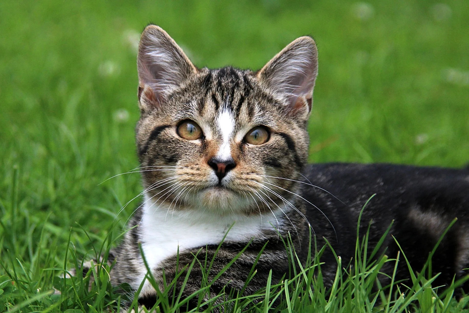 CATS 0111.jpg