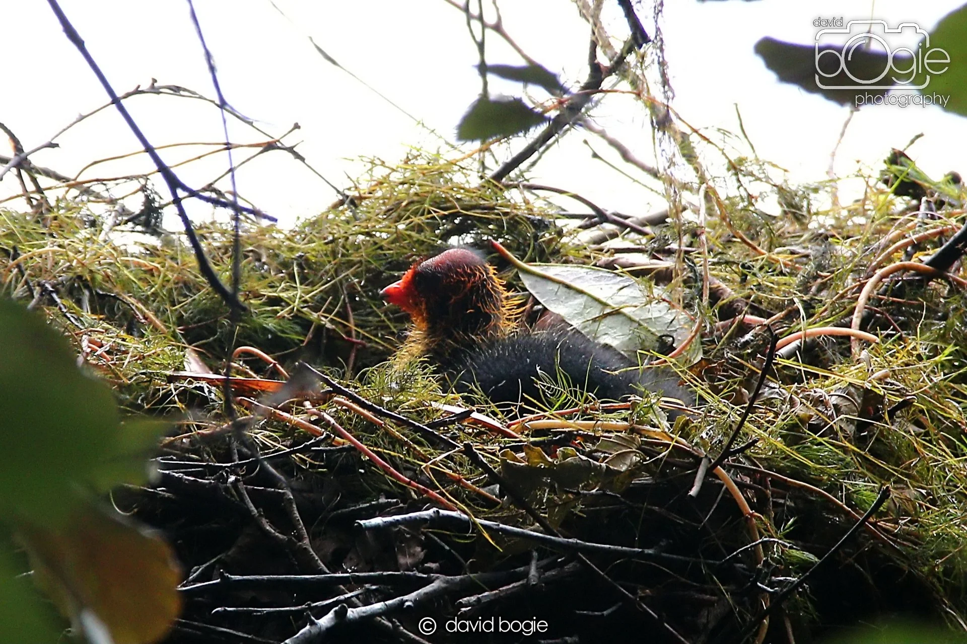 20240722 141519 Beveridge 0096.JPG