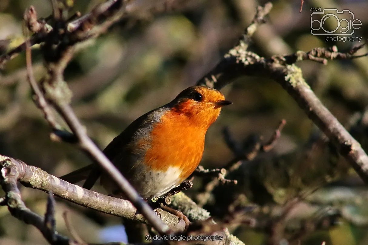 20251231 134554 Silverburn 0247.JPG