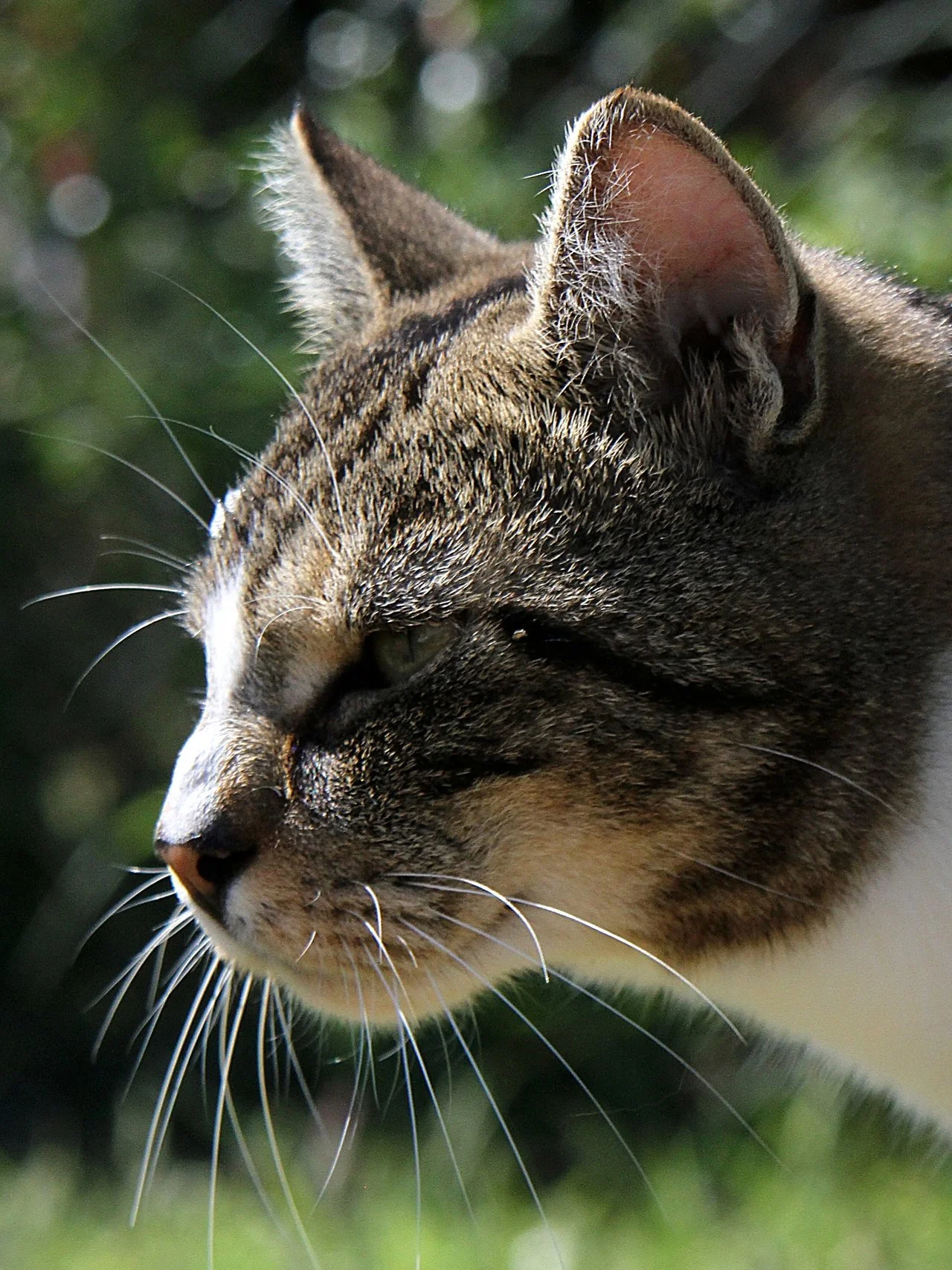 CATS 0431.jpg