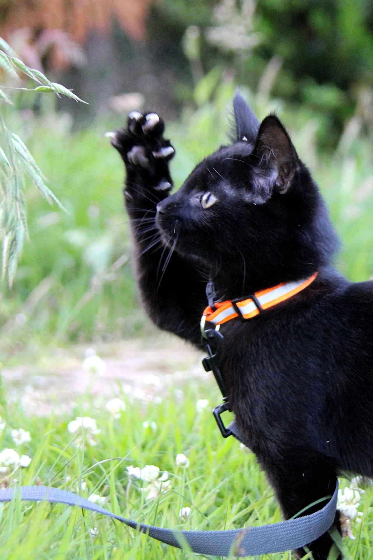 CATS 0184.jpg