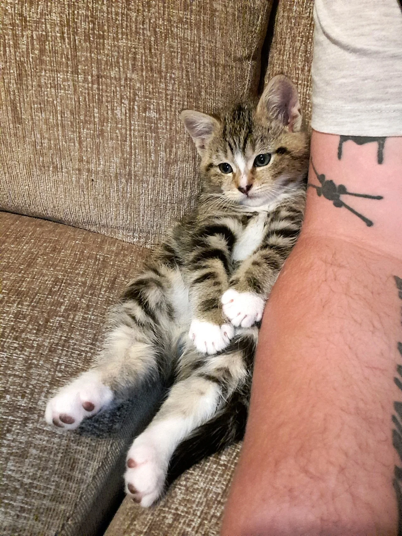 CATS 0059.jpg