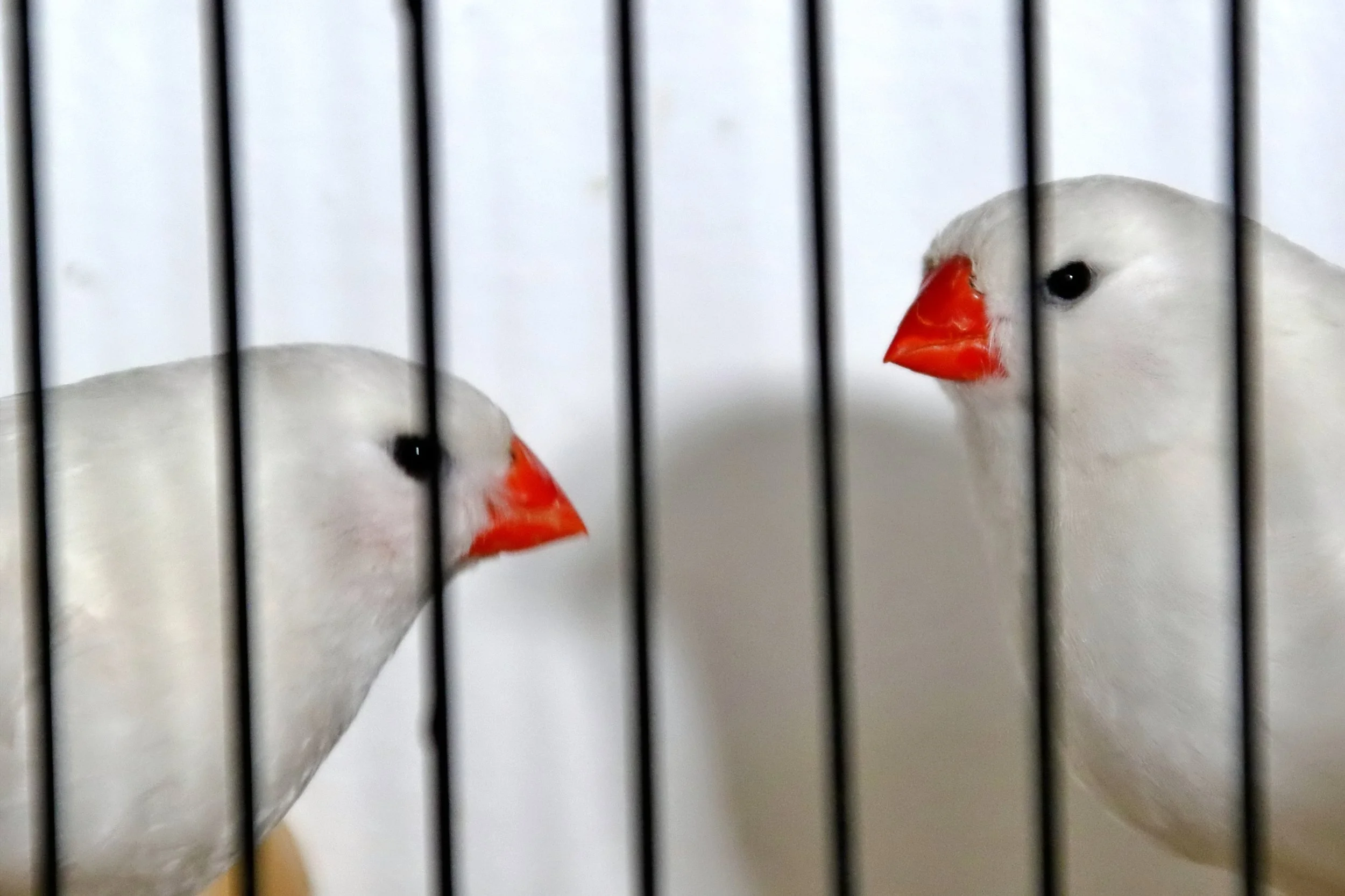 20251102 130141 Markinch CBS  0674.JPG