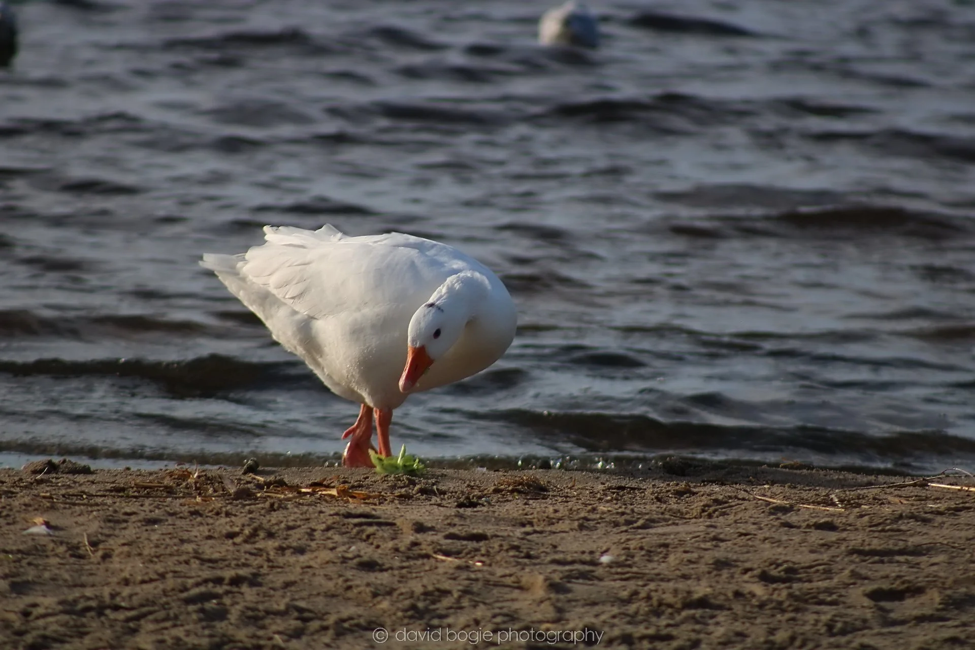 20210222 Lochore (18).jpg