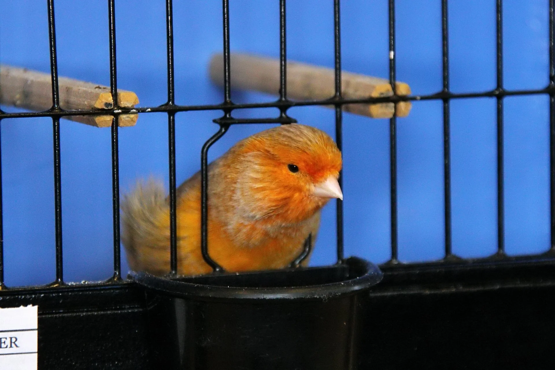 20241103 131142 MCBS Show 0495.JPG