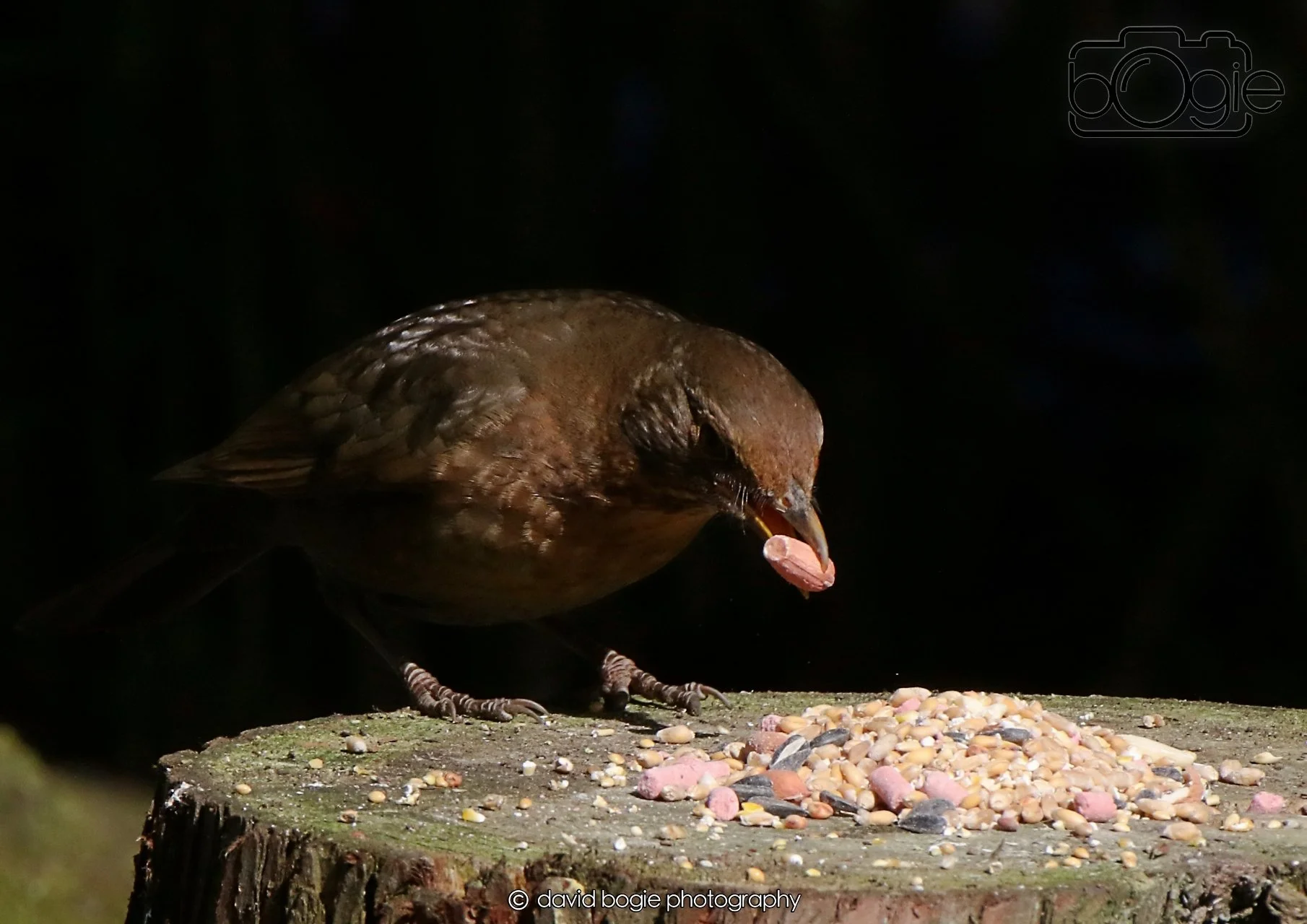 20260403 121346 Dunnikier 0042.jpg