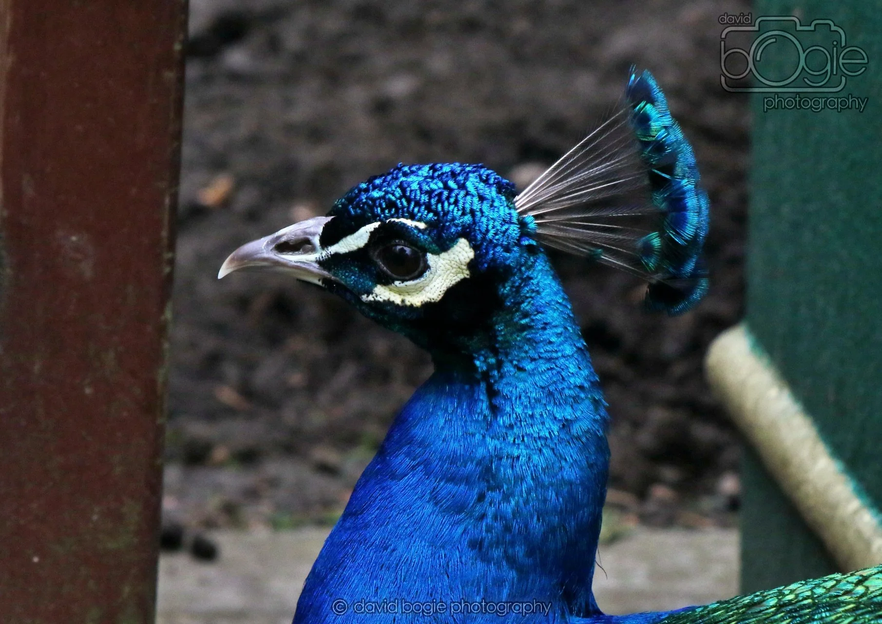 20260324 121800 Pittencrieff Park 0055.jpg