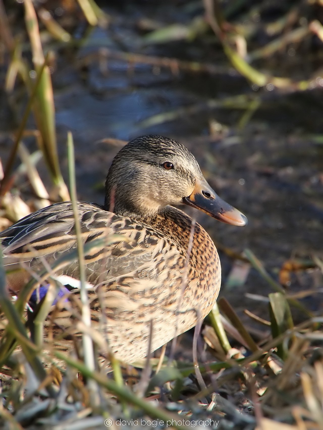 YEAR20240207 Lochore Meadows 0342.jpg