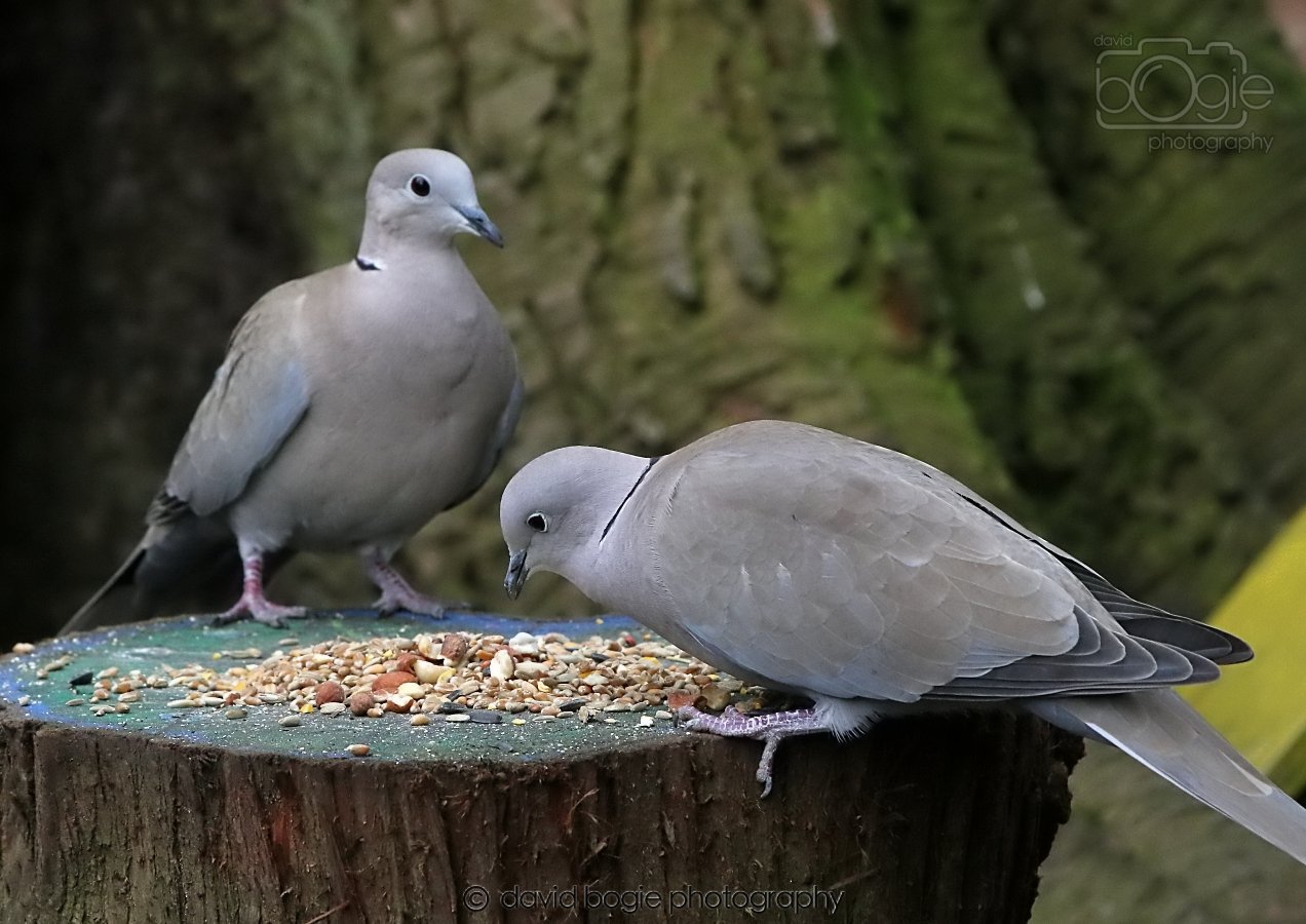 20260309 114102 Dunnikier 0274.jpg