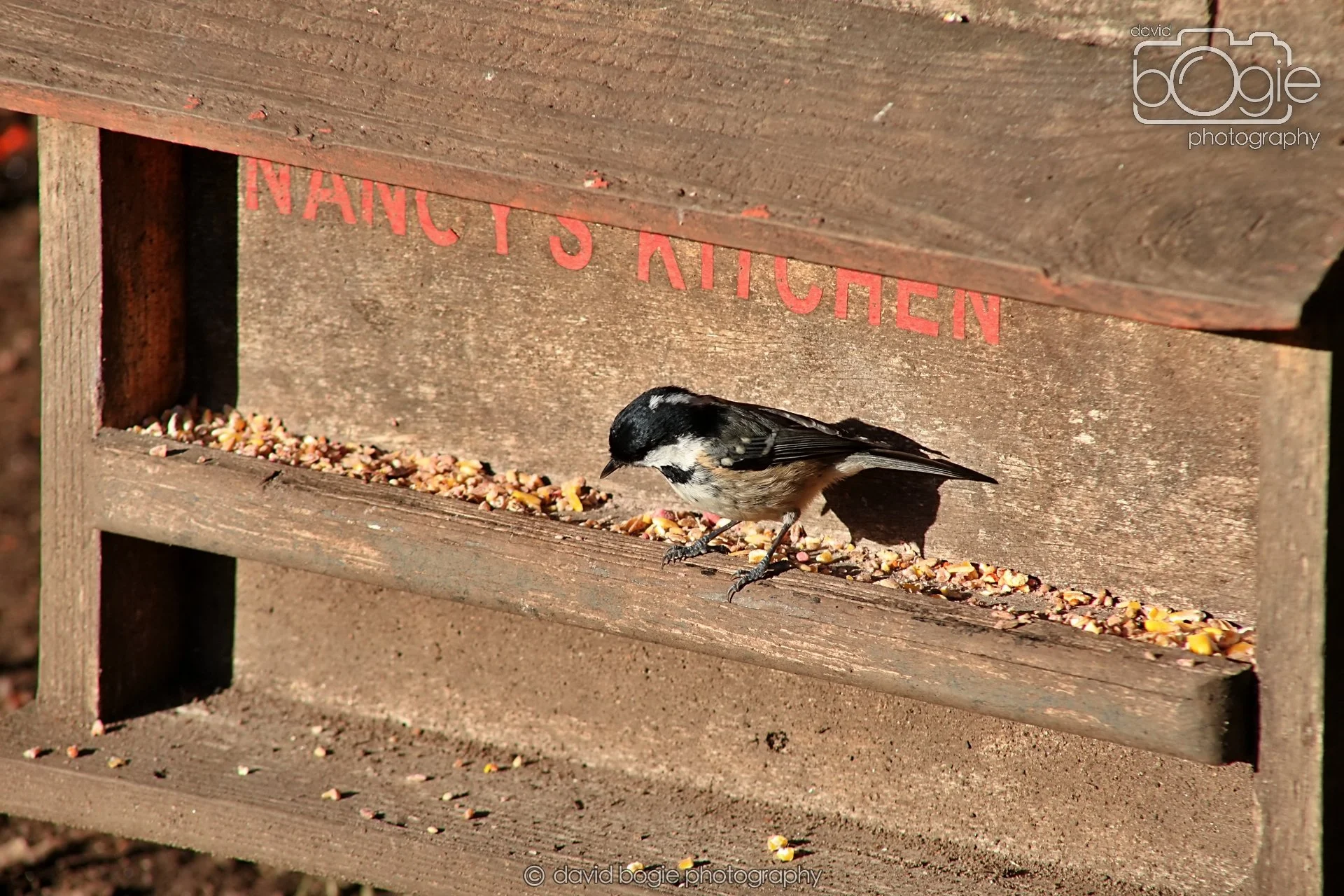 20251125 134152 Silverburn 0153.JPG