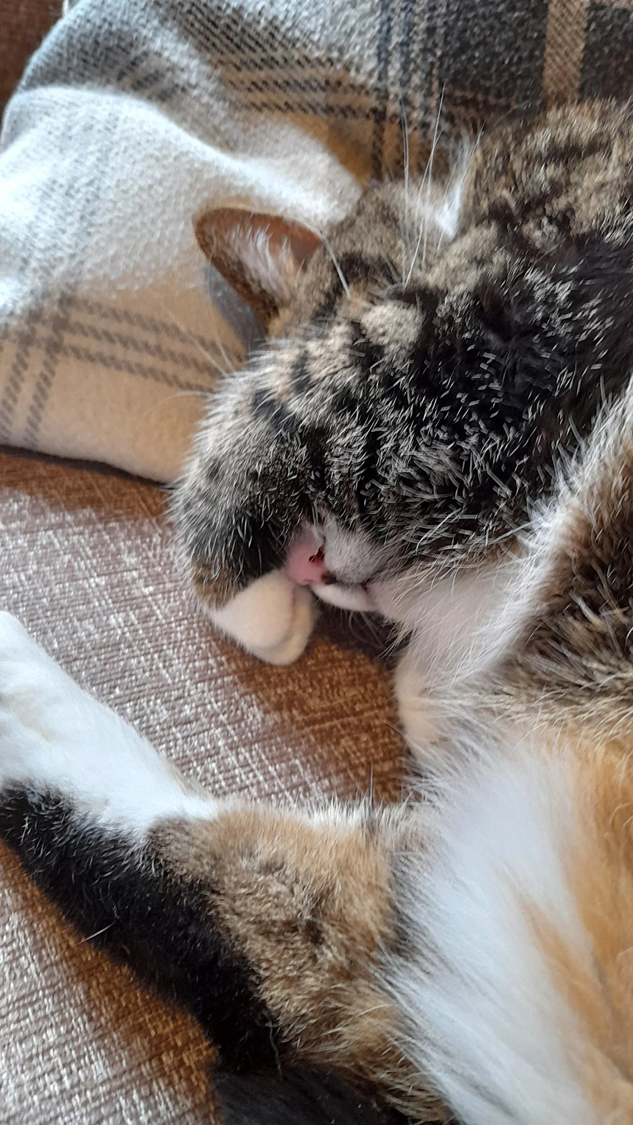 CATS 0045.jpg