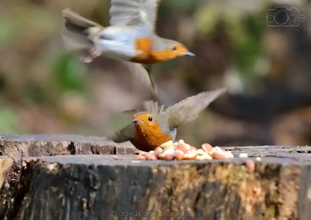 20260314 140227 Silverburn 0048.jpg