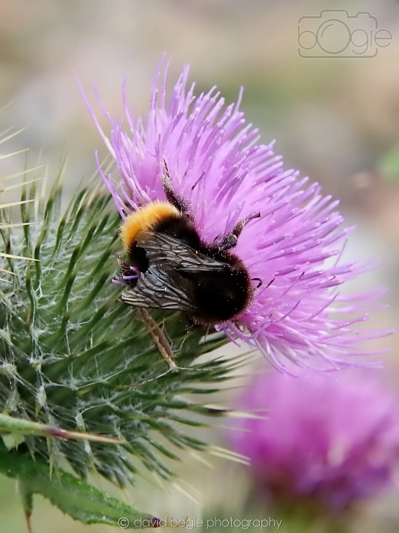 20250721 114644 Kirkcaldy 0159.jpg