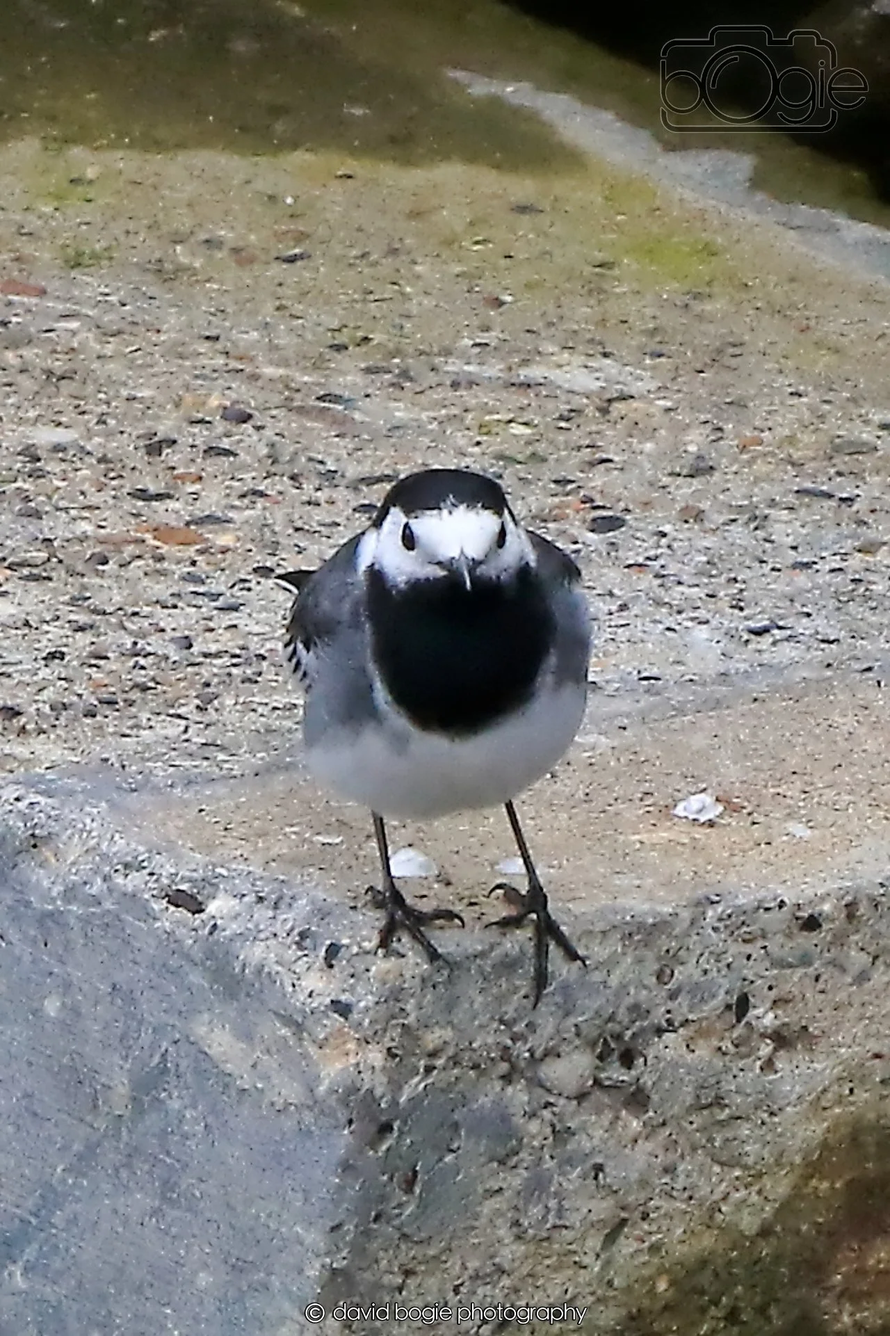 20260415 120455 Links Market 0153.jpg