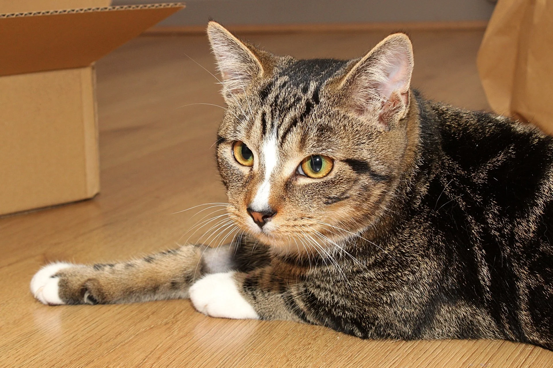 CATS 0132.jpg