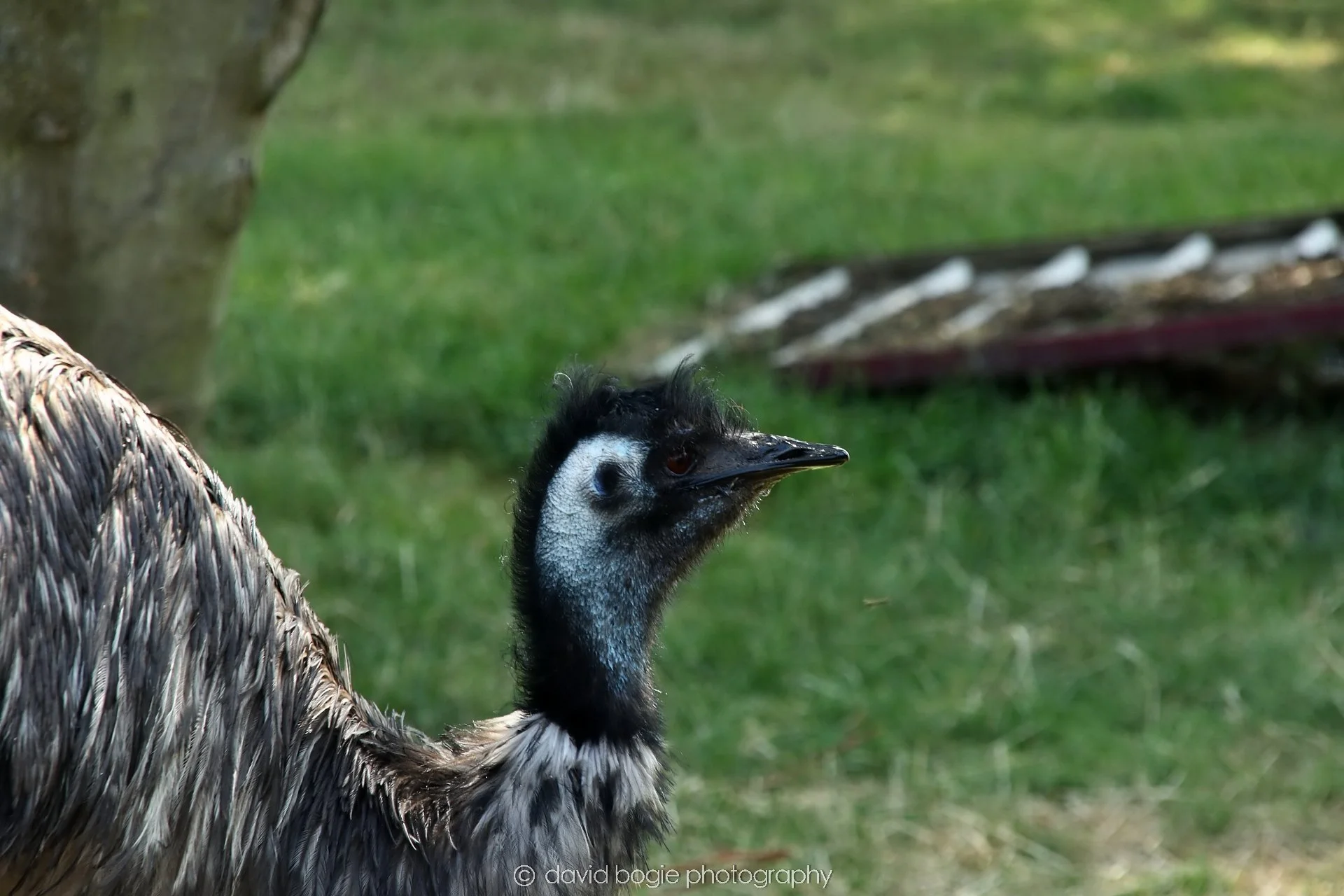 YEAR20250813 133942 Buffallo Farm 0182.jpg