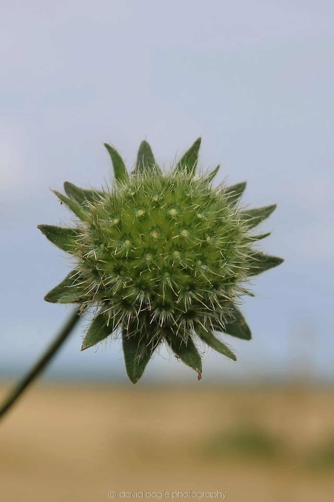 20210527 122148 Wemyss 0012.jpg