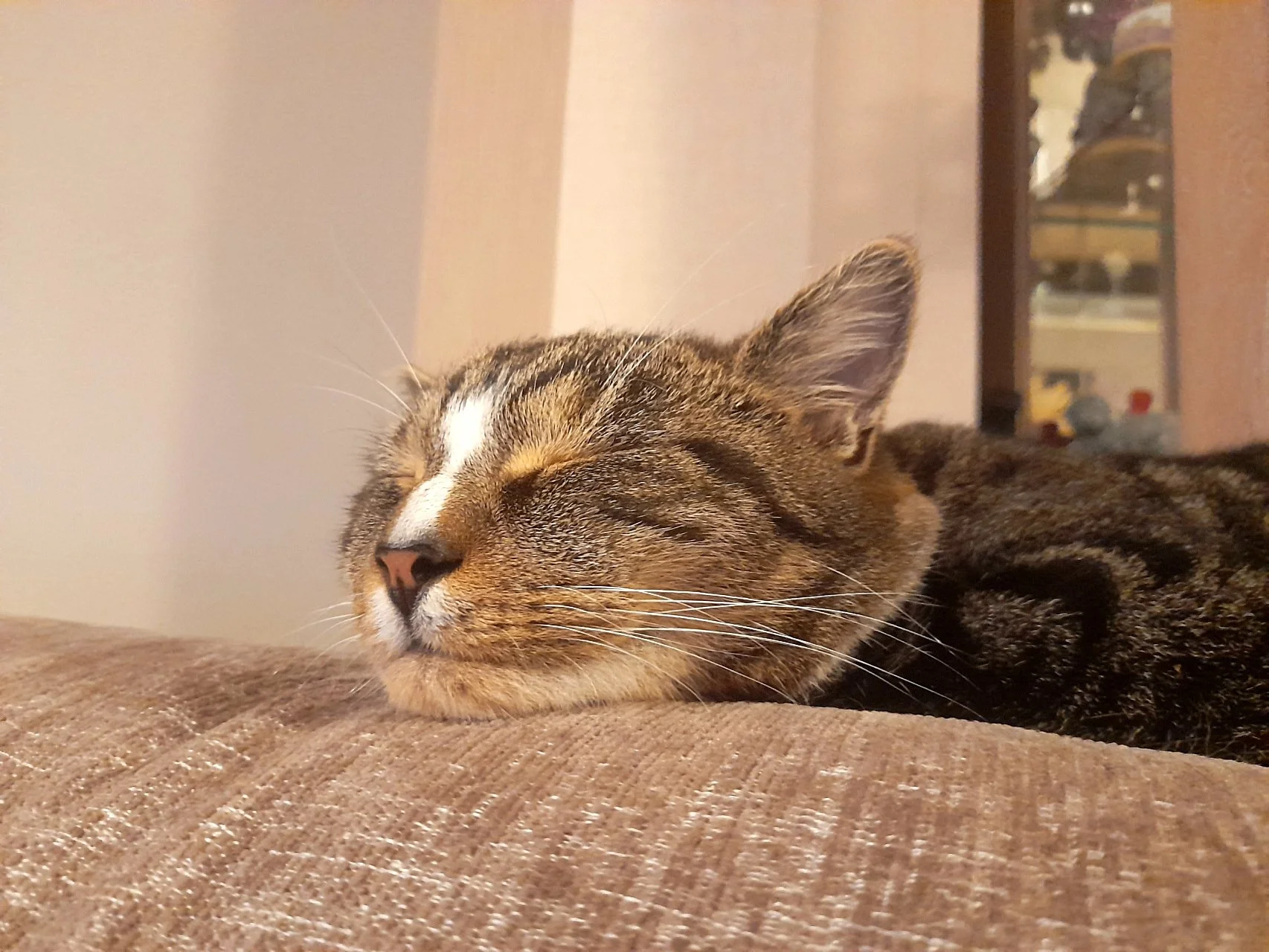 CATS 0298.jpg